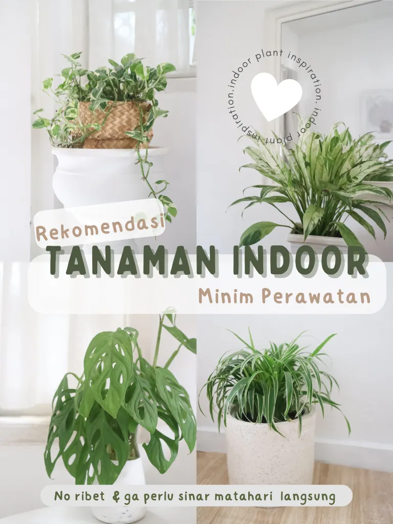 Rekomendasi Tanaman Indoor Minim Perawatan Gallery Posted By