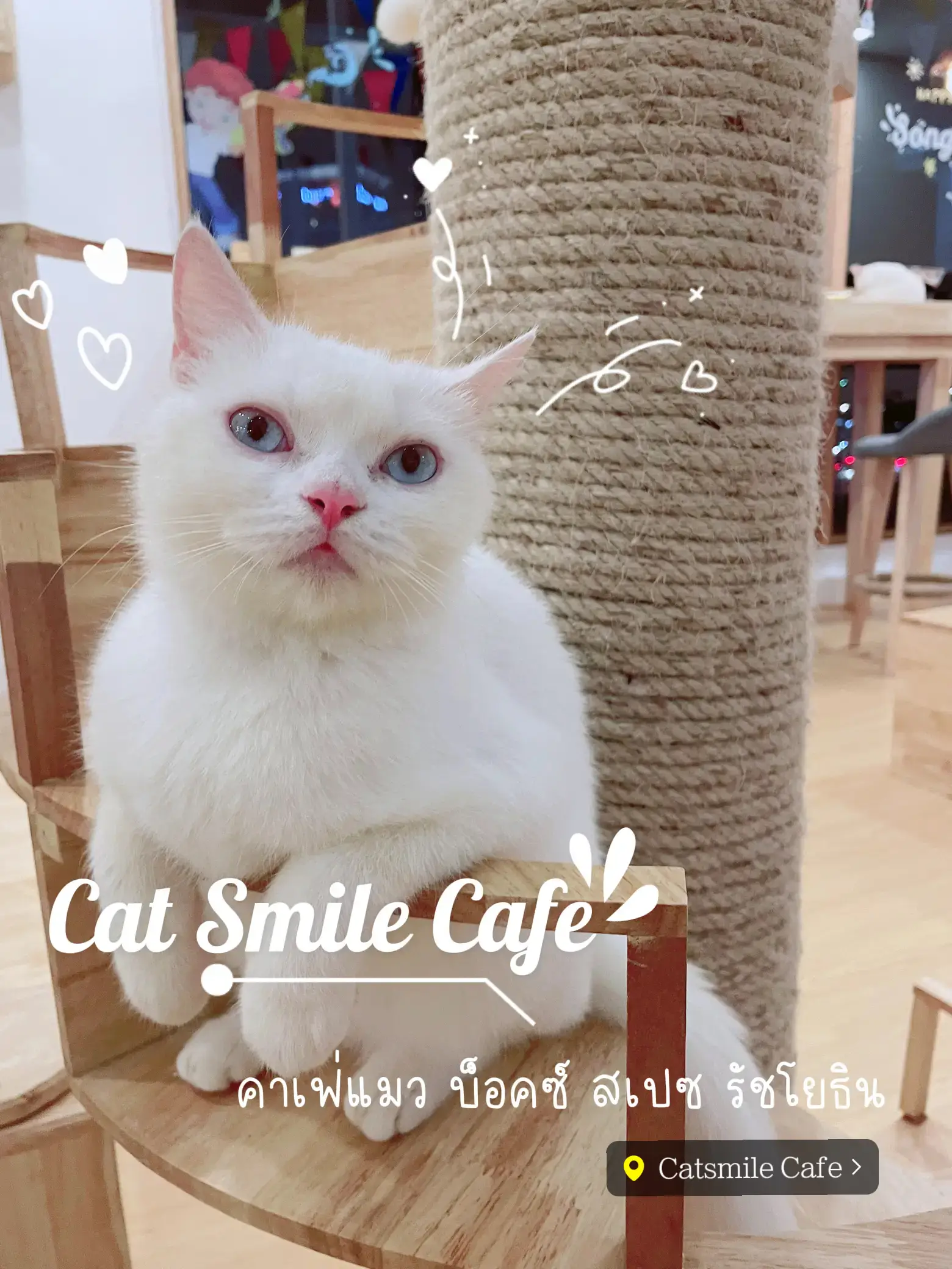 Cat Smile Cafe