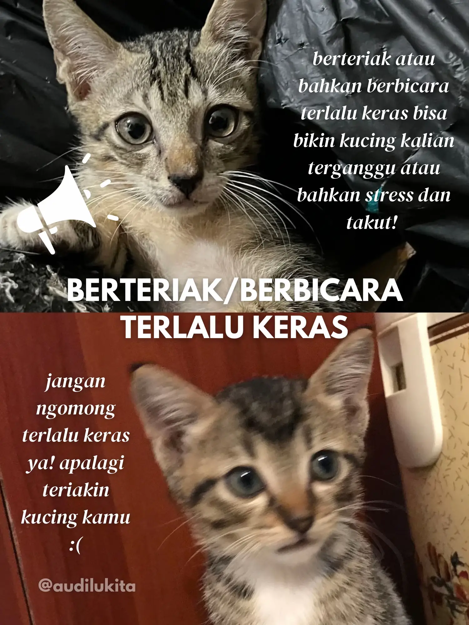 SAVE PERILAKU MANUSIA YANG DIBENCI KUCING Galeri Diposting Oleh