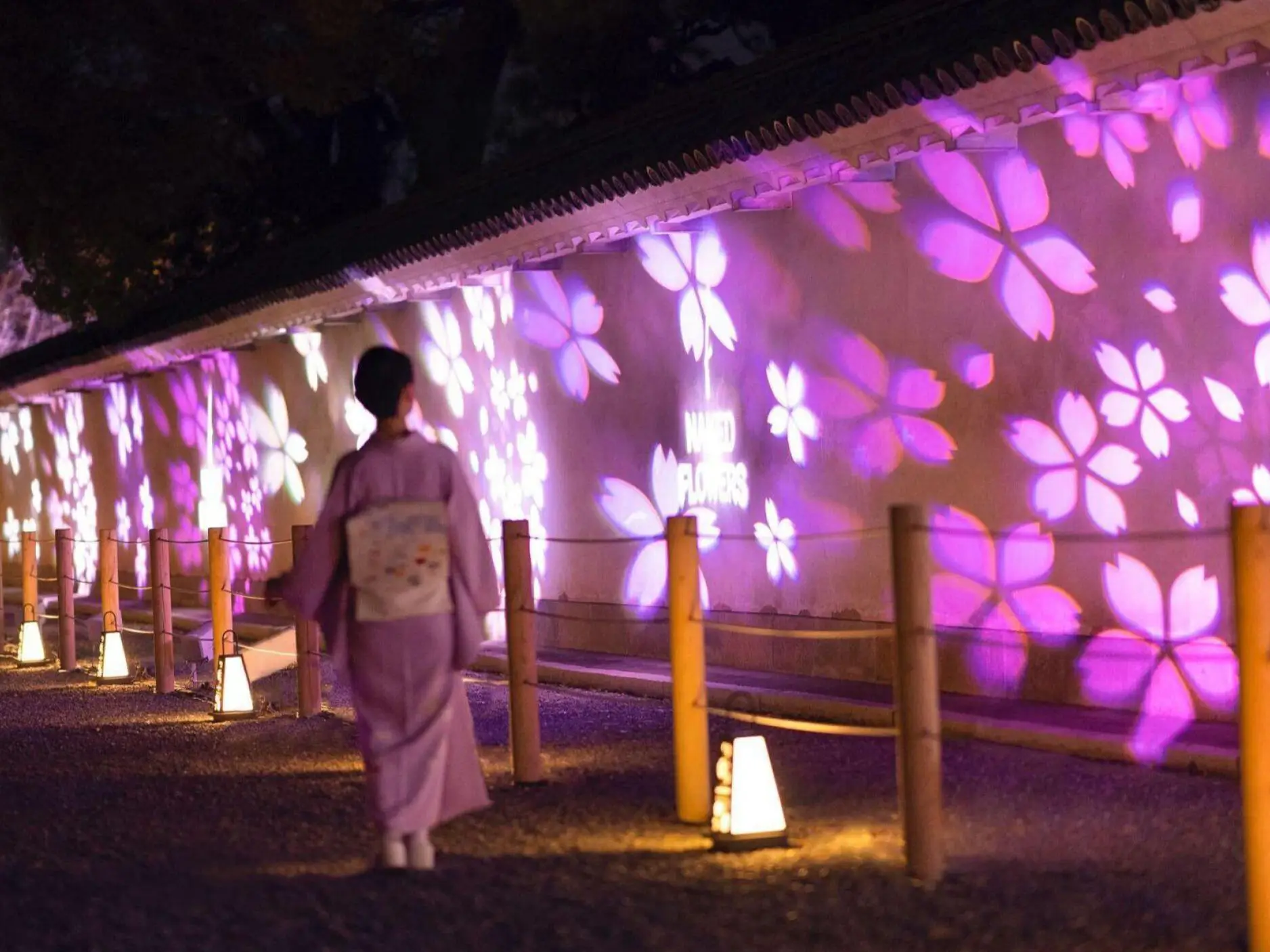 Experience Cherry Blossoms Japanese Traditional Culture At World