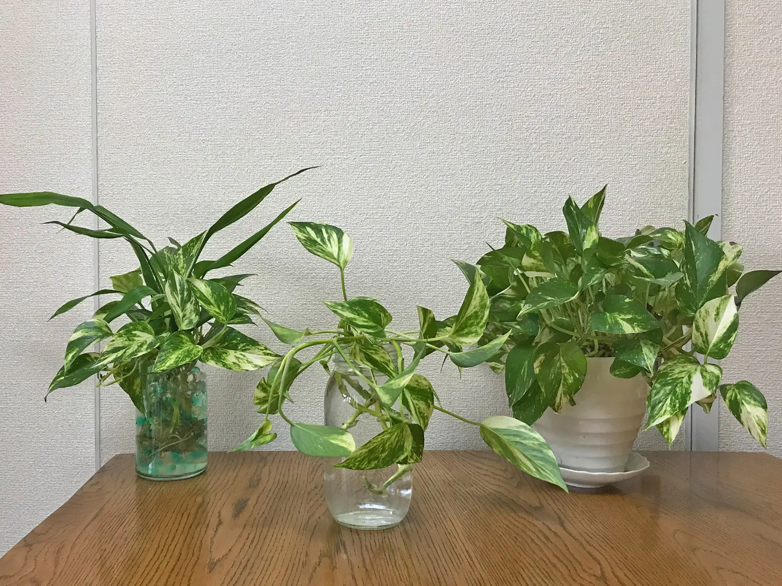 グリーンインテリア初心者におすすめのポトス、伸びた茎は水耕栽培に 
