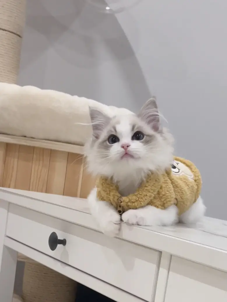 かわいい猫のための綿の服 | milkkkkk.が投稿したフォトブック | Lemon8