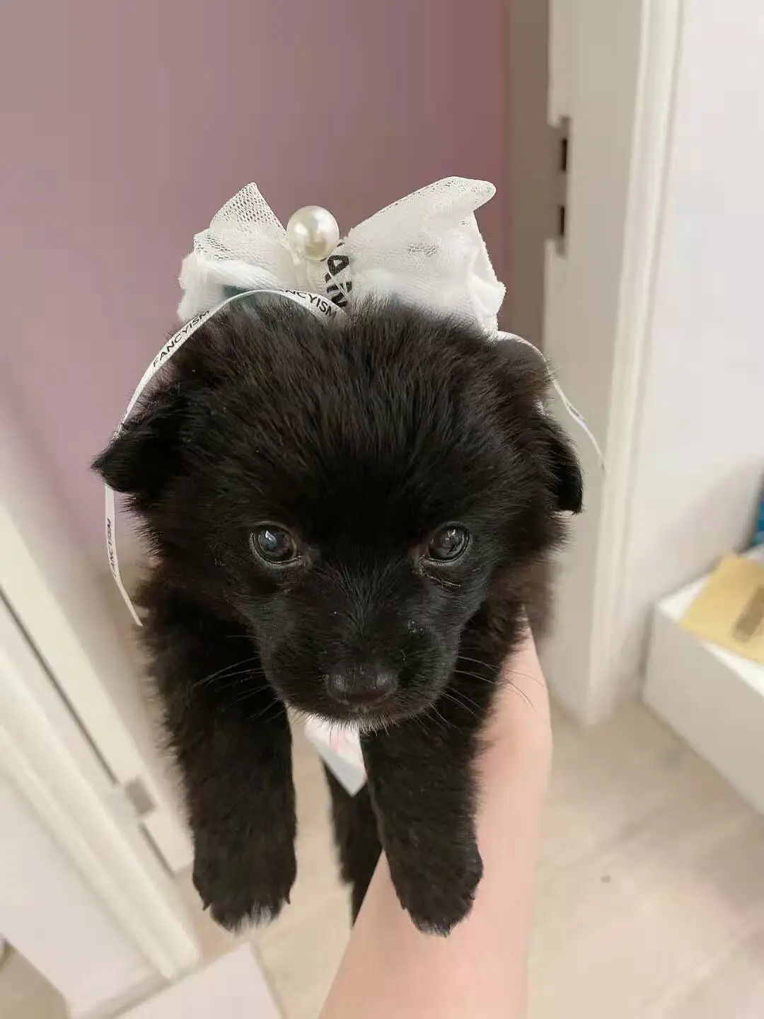 のんちゃんさま専用☺︎わんこふく 犬服