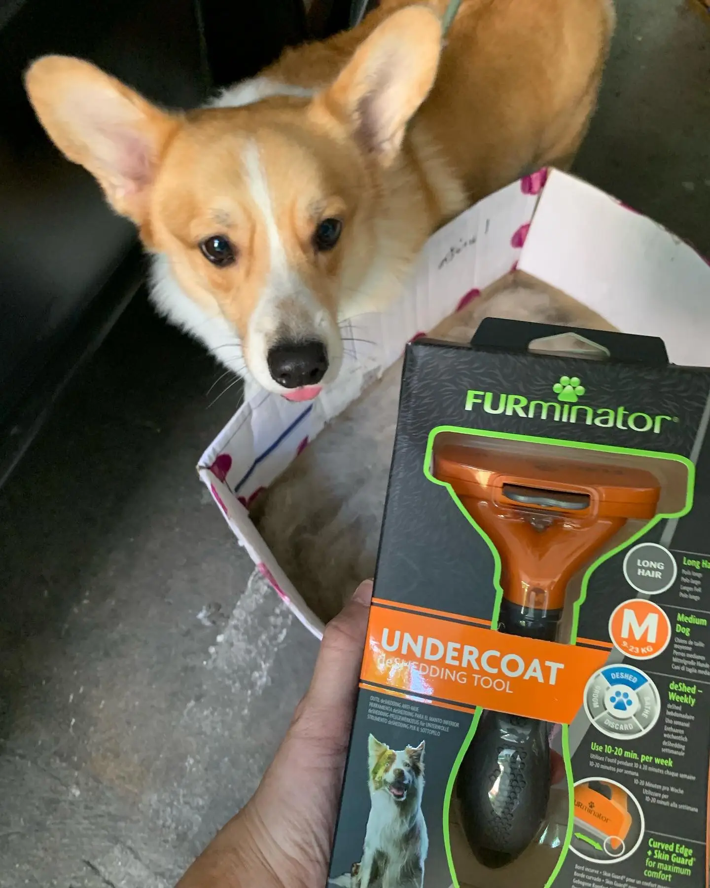 Which furminator 2024 for corgi