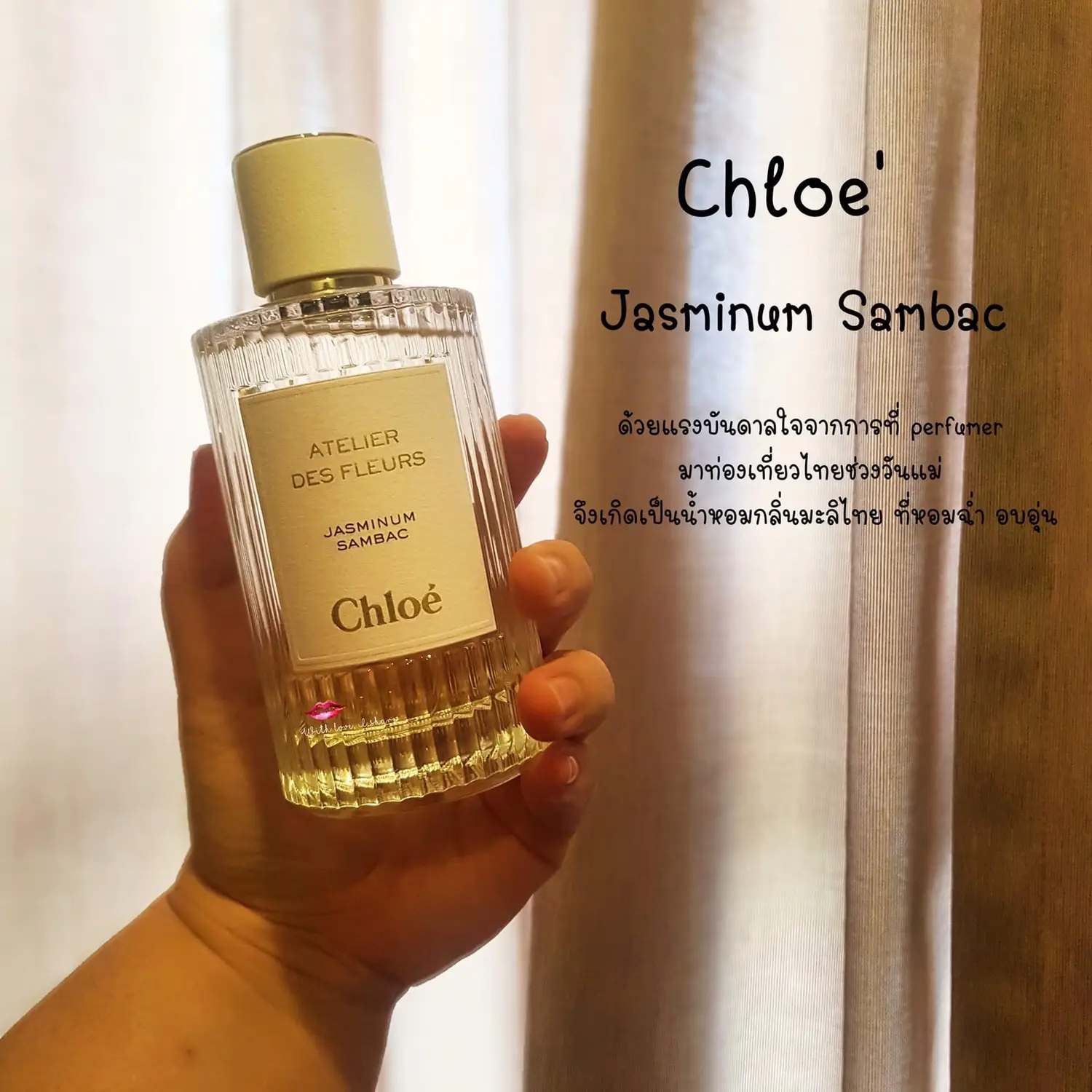 Chloe best sale jasminum sambac