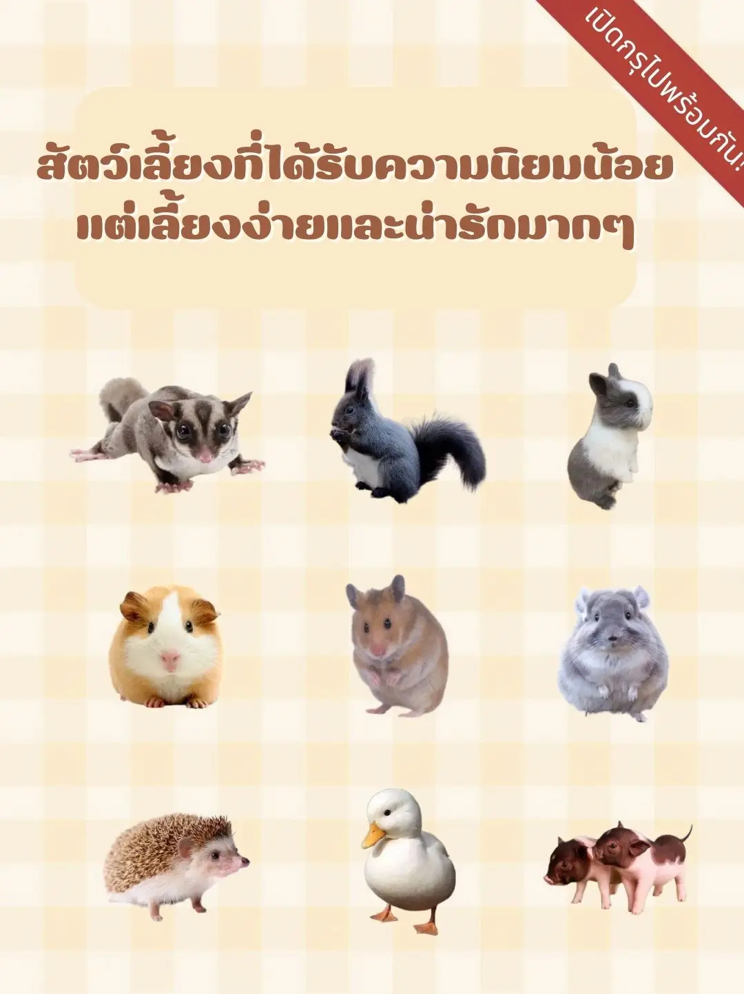 Sugar Gliders - การค้นหาใน Lemon8