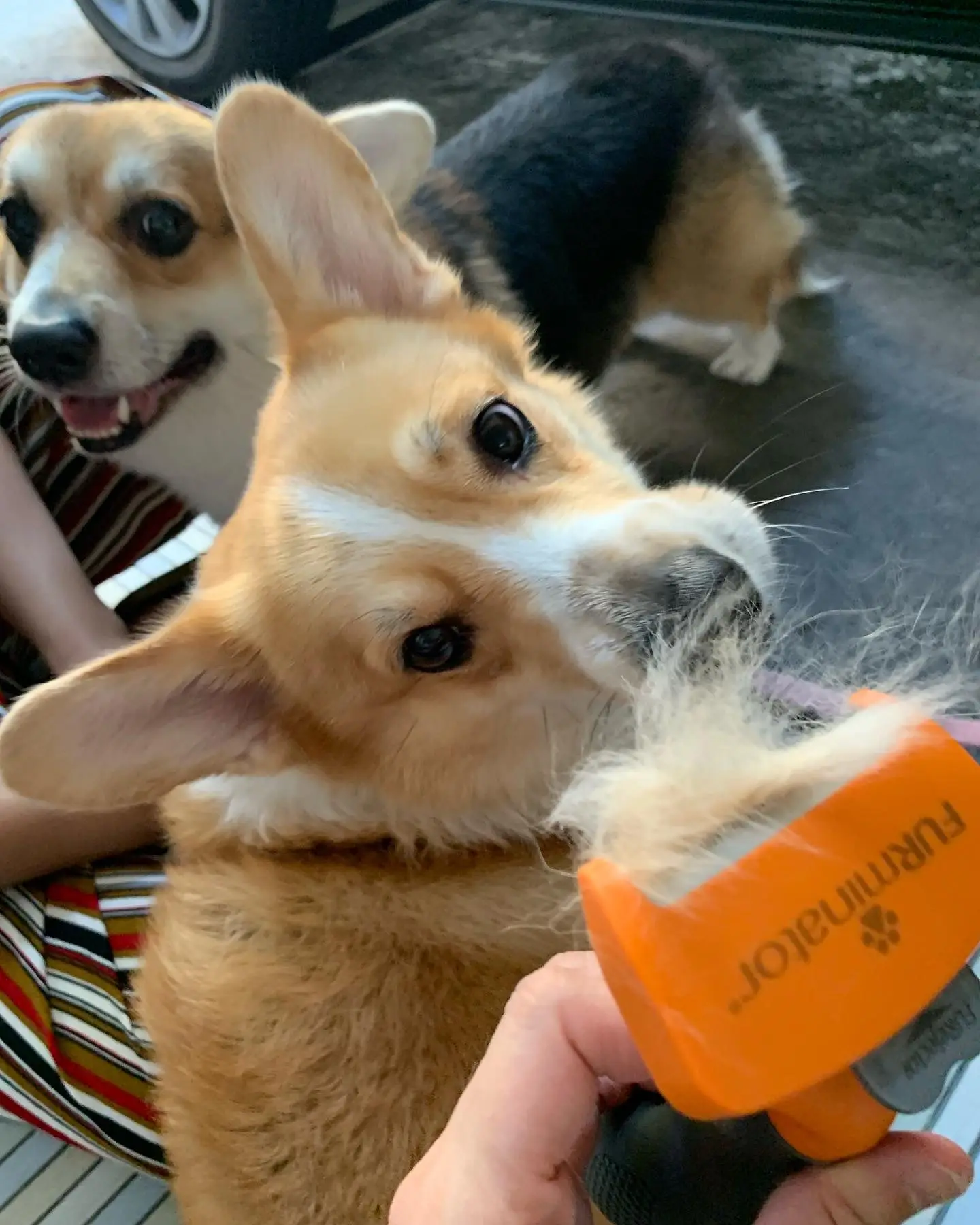 Furminator 2024 for corgi