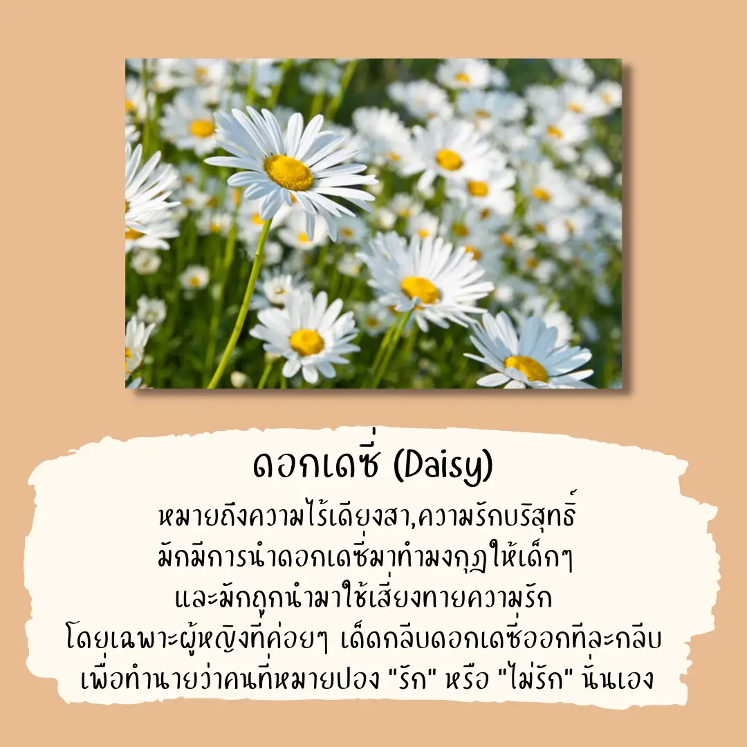 daisy-flower-meaning-in-tamil-language-home-alqu