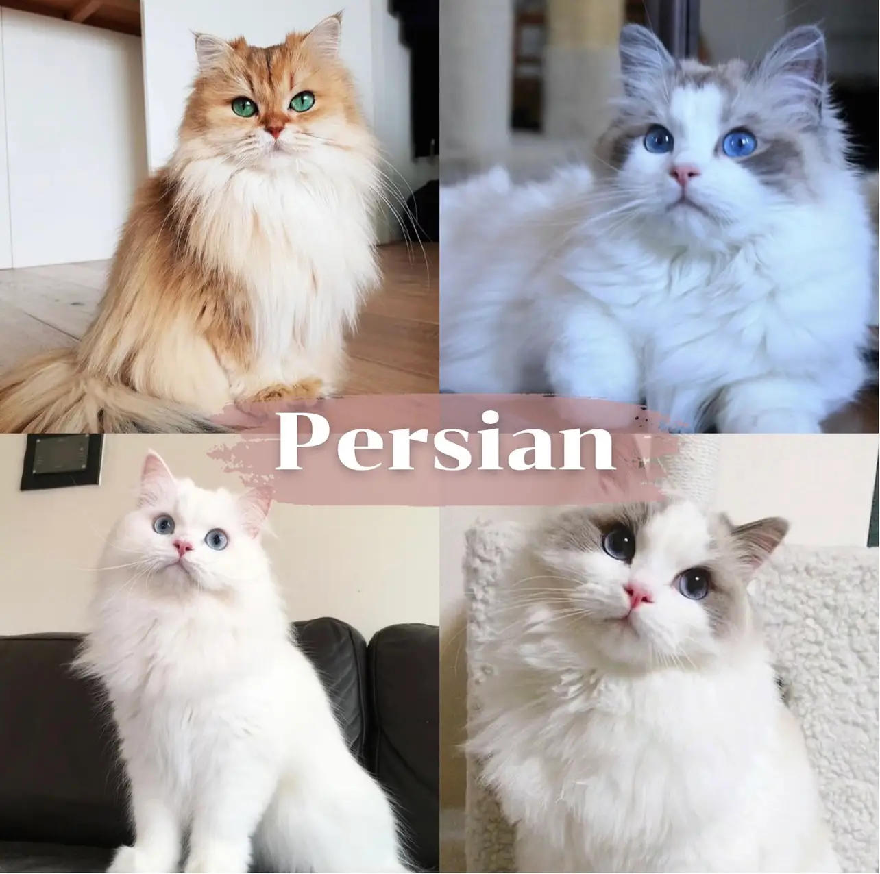 🐱 Munchkin Longhair - Сat Breed Information, Photo, Care, History 