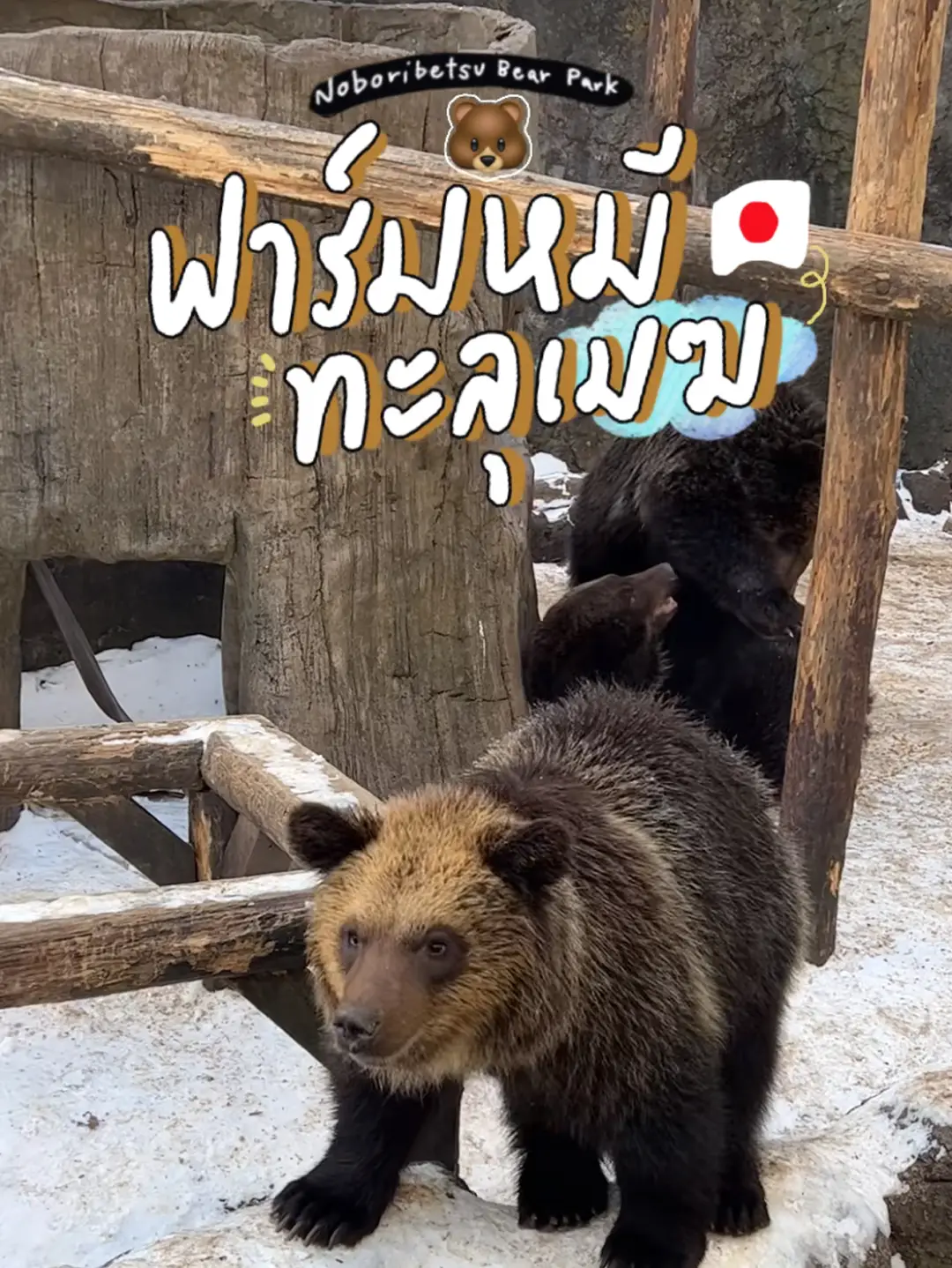 🐻⛅登別クマ園|登別ベアパークNoboribetsu Bear Park ✨🇯🇵 | bemolibeamの投稿動画 | Lemon8