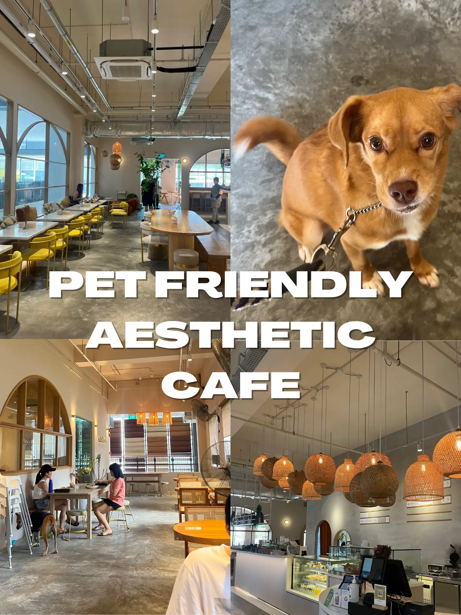 Cafes allowing dogs near 2024 me