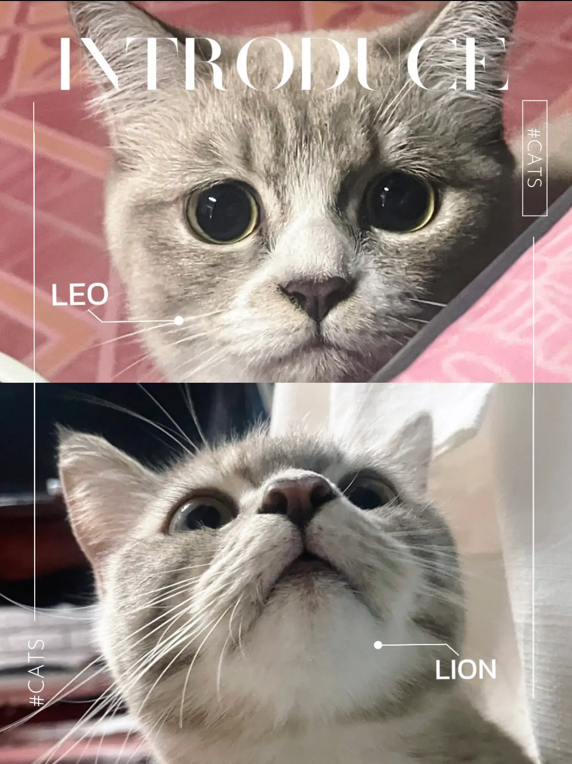 私の猫を紹介してください ✨🐱👑 | a.が投稿したフォトブック | Lemon8