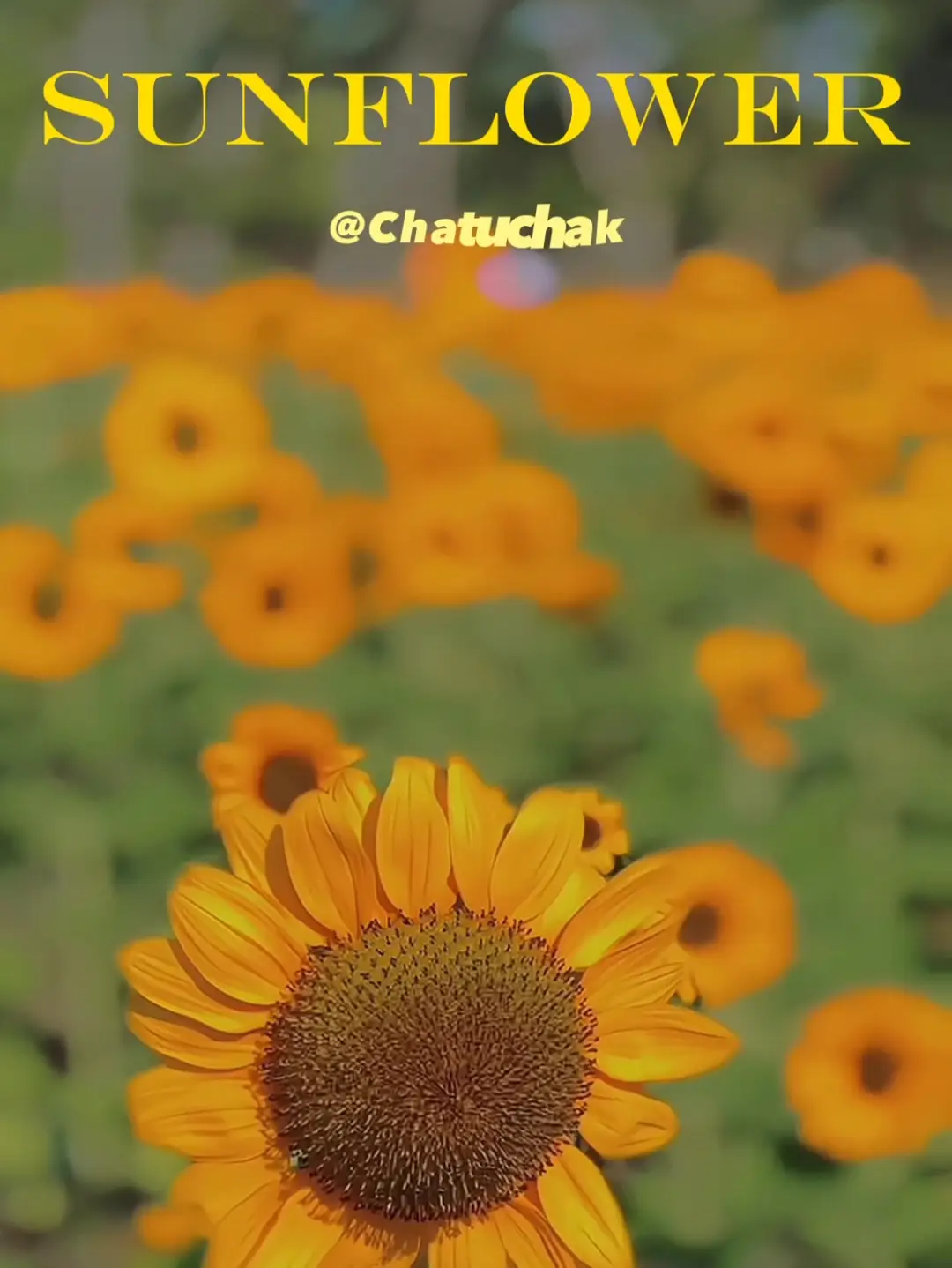 📸Photograph with sunflowers in the middle of the city Jatuchak