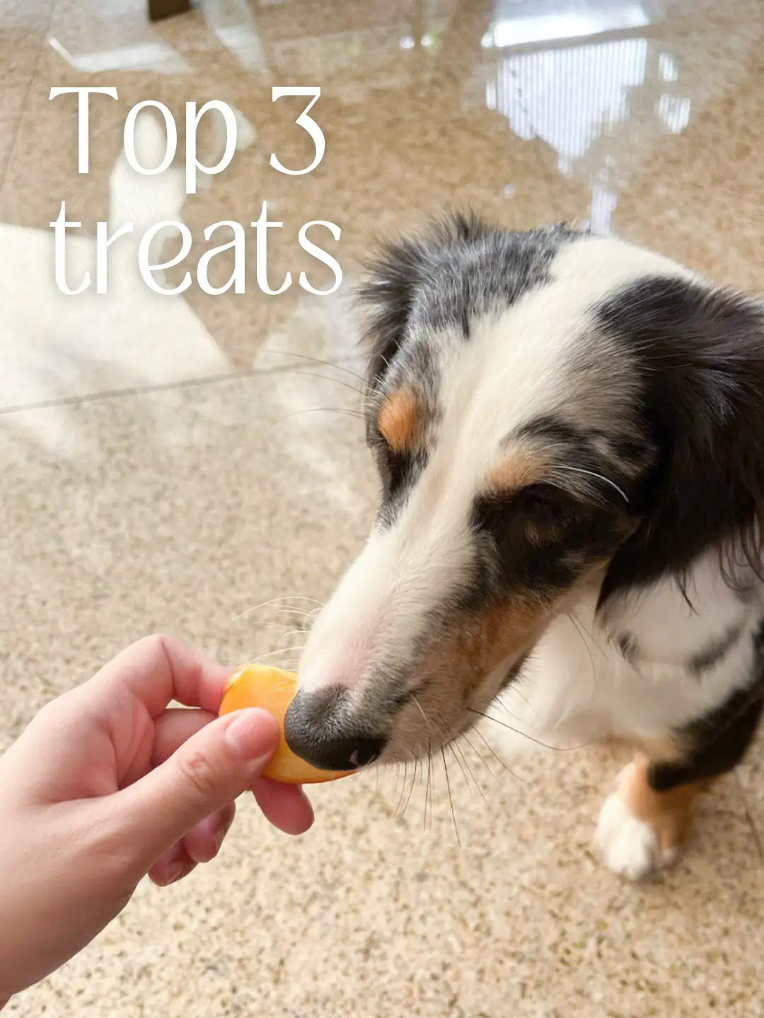 Best dog treats shop for australian shepherds