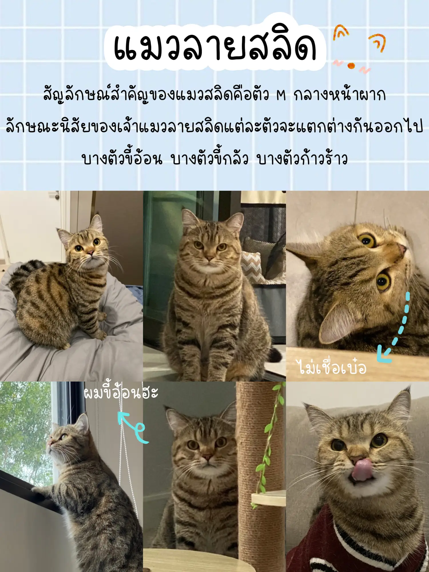 ความลับนิสัยแมวแต่ละสี🐈🐈‍⬛🙀 | แกลเลอรีที่โพสต์โดย ᴇᴀʀɴɴ ̈ | Lemon8