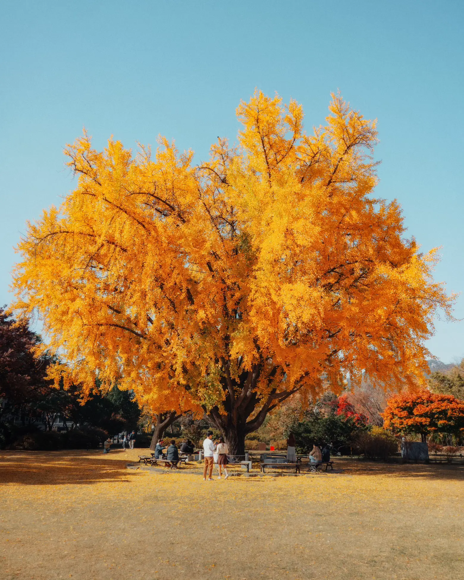 🍁3 Hidden Autumn photospot in Seoul for next year!