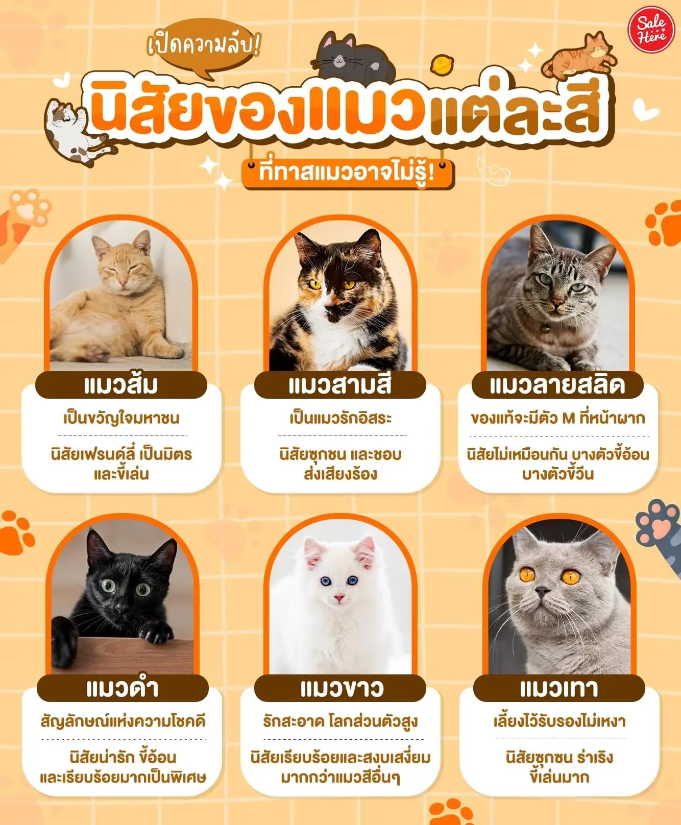 🐈 Open the secret, Nong Meow 🐱. Let's see each color of cat. What is ...