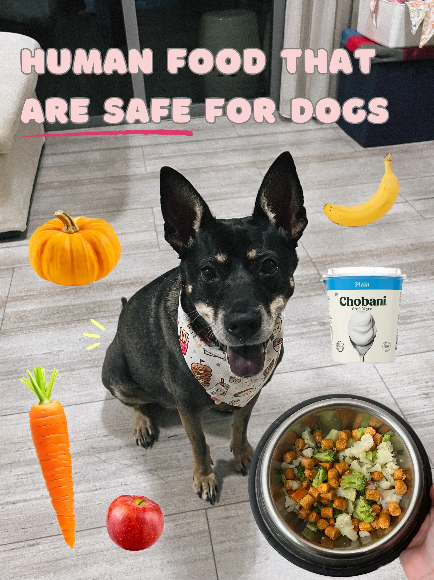 Food that's clearance safe for dogs