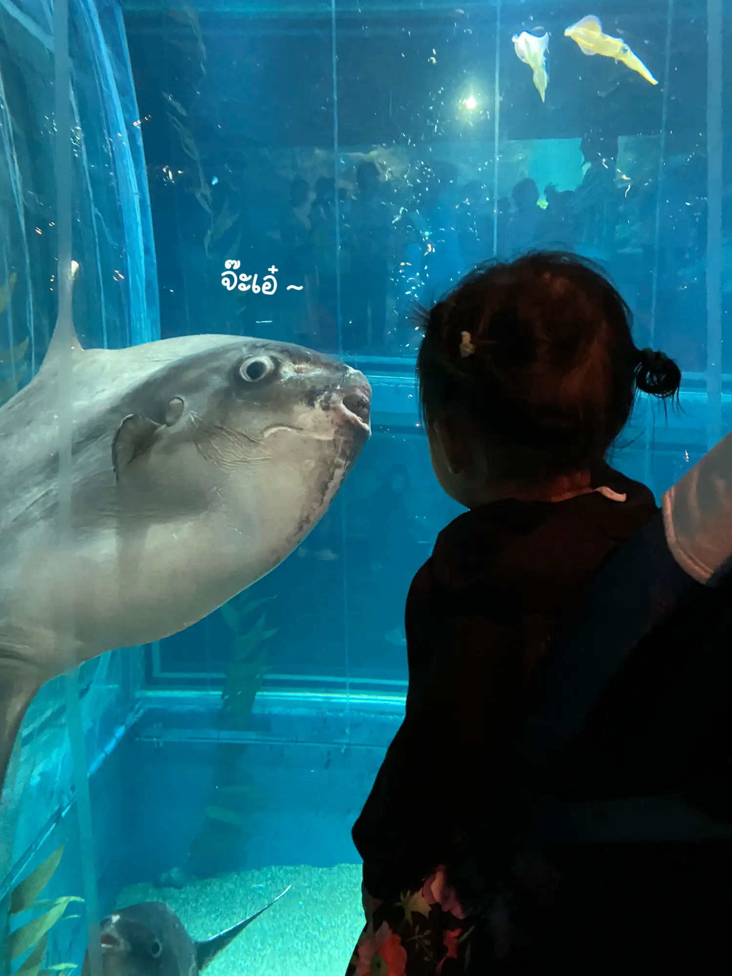 พิกัด Aquarium ที่ญี่ปุ่น เด็ก 2 ขวบเข้าฟรี ️ แกลเลอรีที่โพสต์โดย