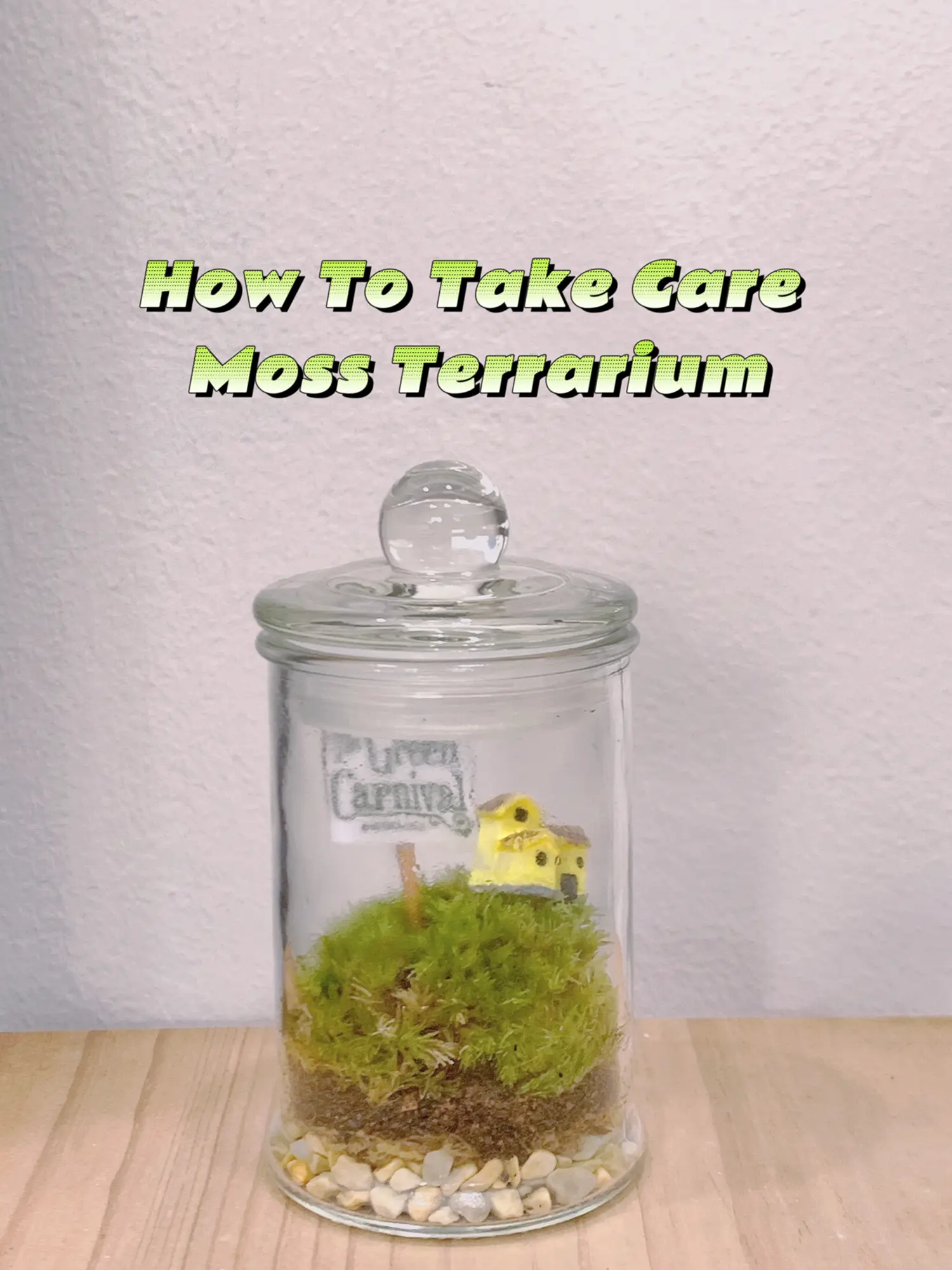 How to Take Care of Moss