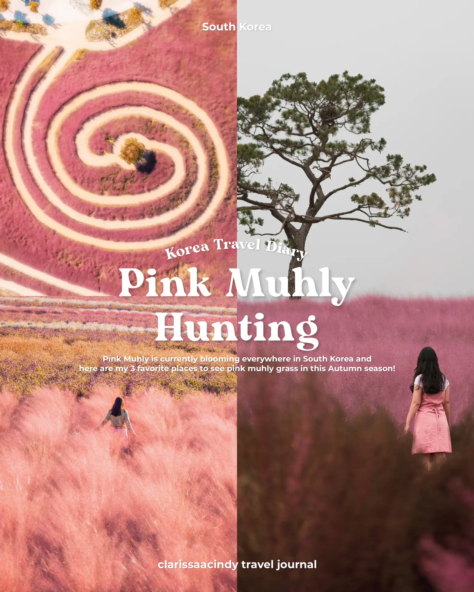 🌾 My 3 top places to see Pink Muhly in Korea
