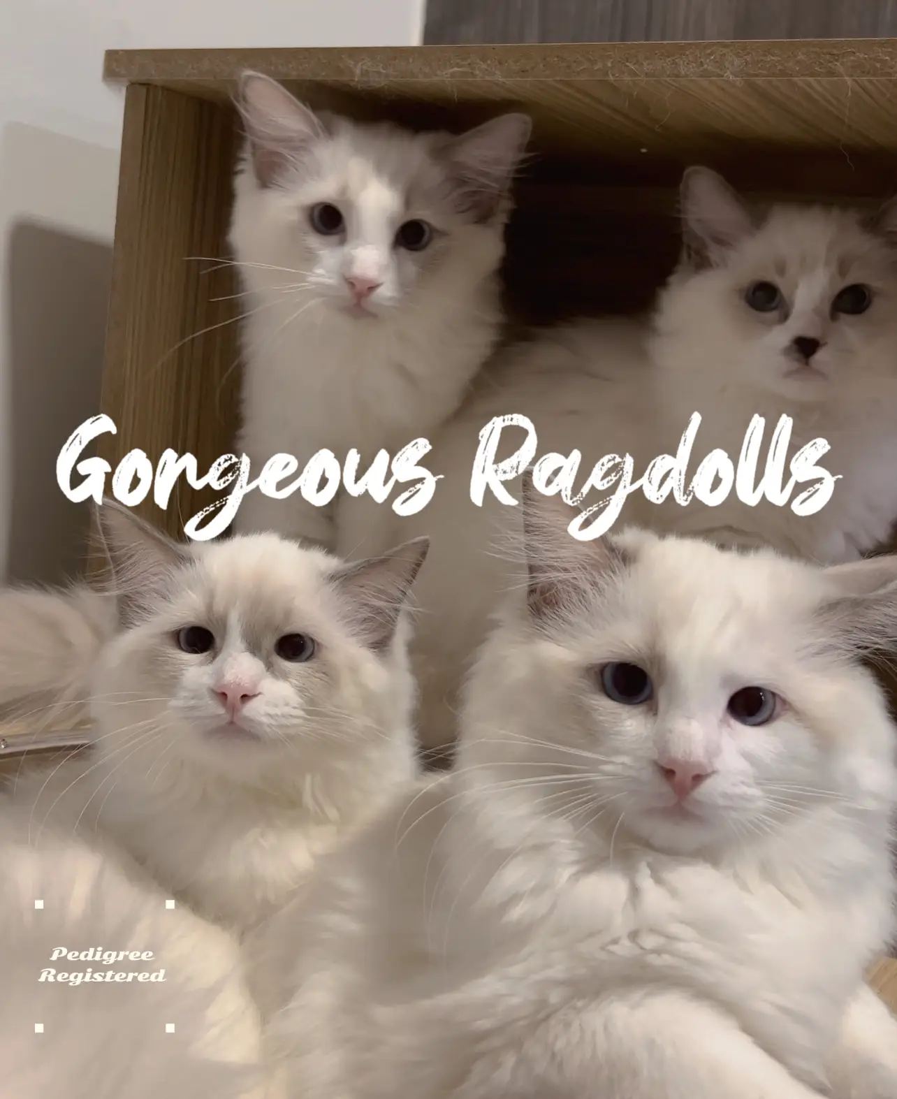 Preloved ragdoll on sale