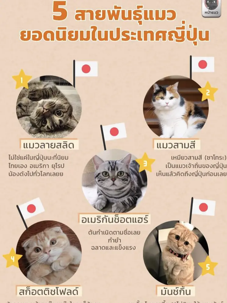 5 อันดับสายพันธุ์แมว ที่คนญี่ปุ่นชอบเลี้ยง | แกลเลอรีที่โพสต์โดย Bung  Sultan | Lemon8