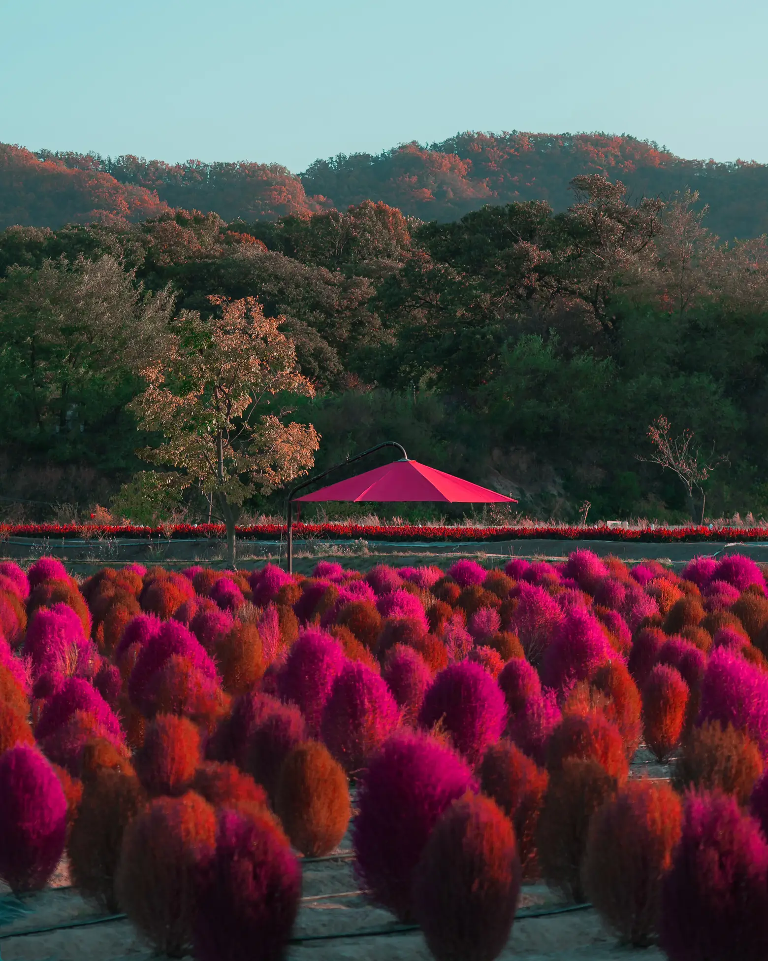 🍁 Have a pink autumn at Nari Park, Korea Travel