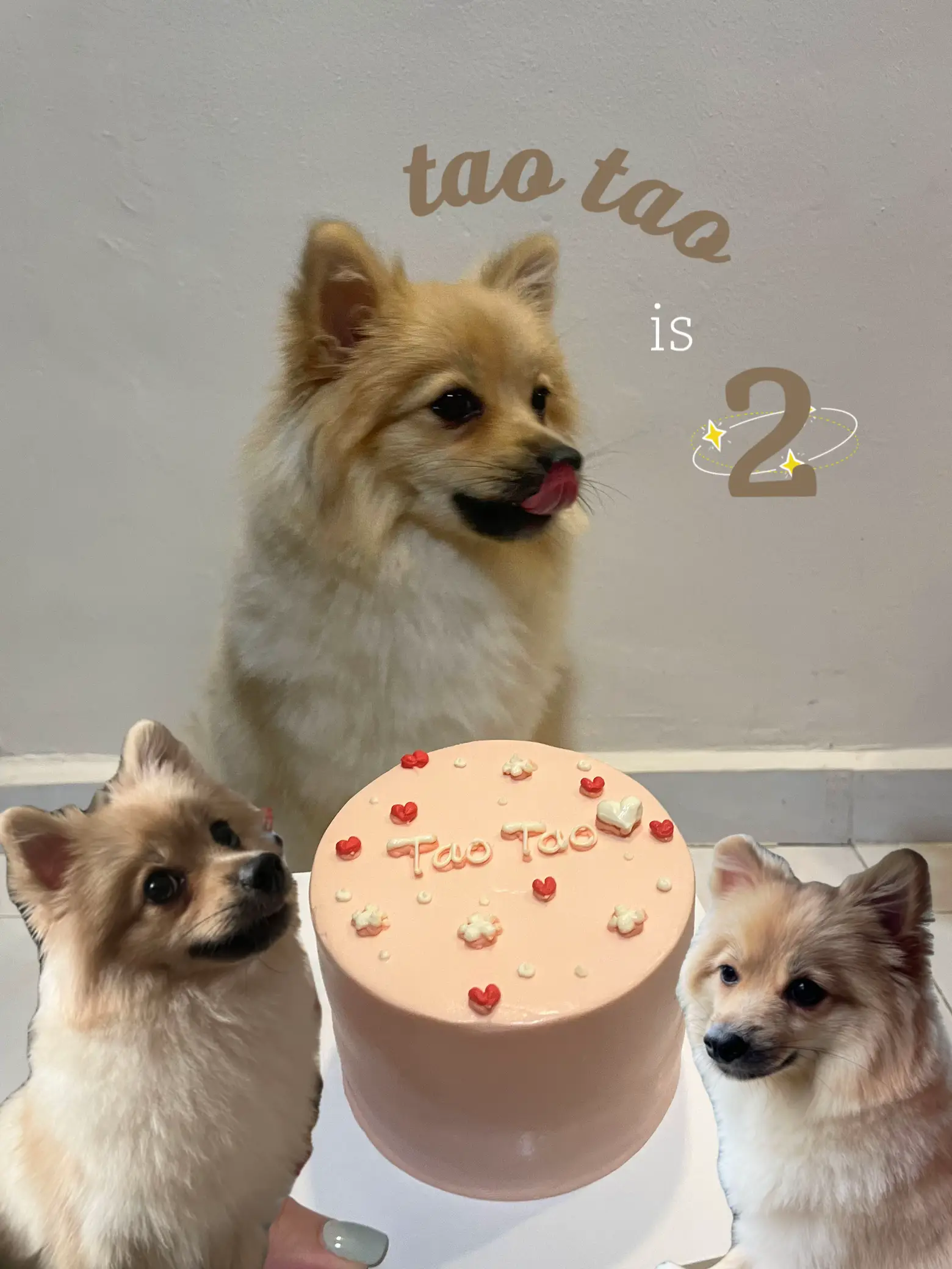 Dog birthday cake on sale delivery