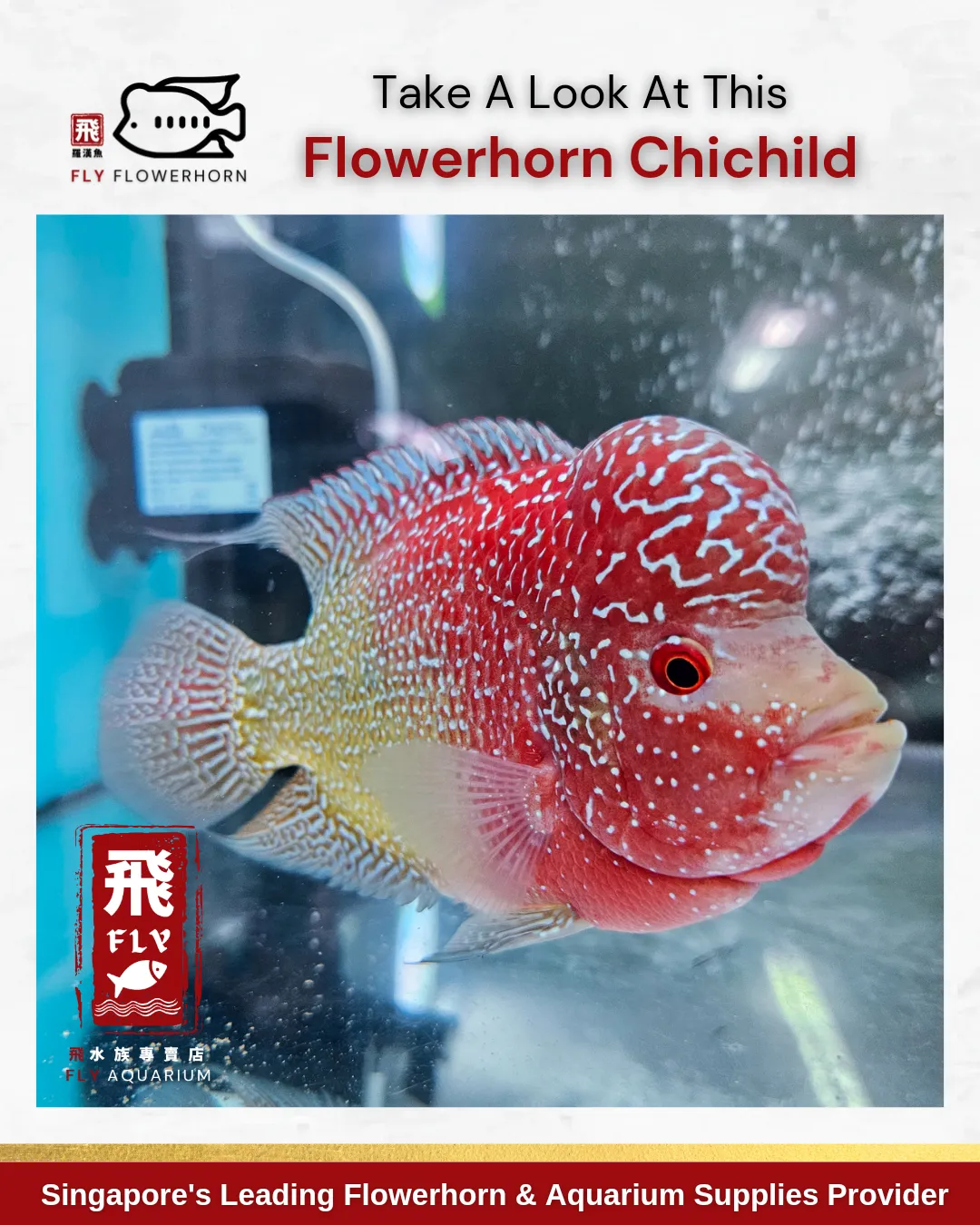 How Much Flowerhorn Fish In Philippines Best Flower Site