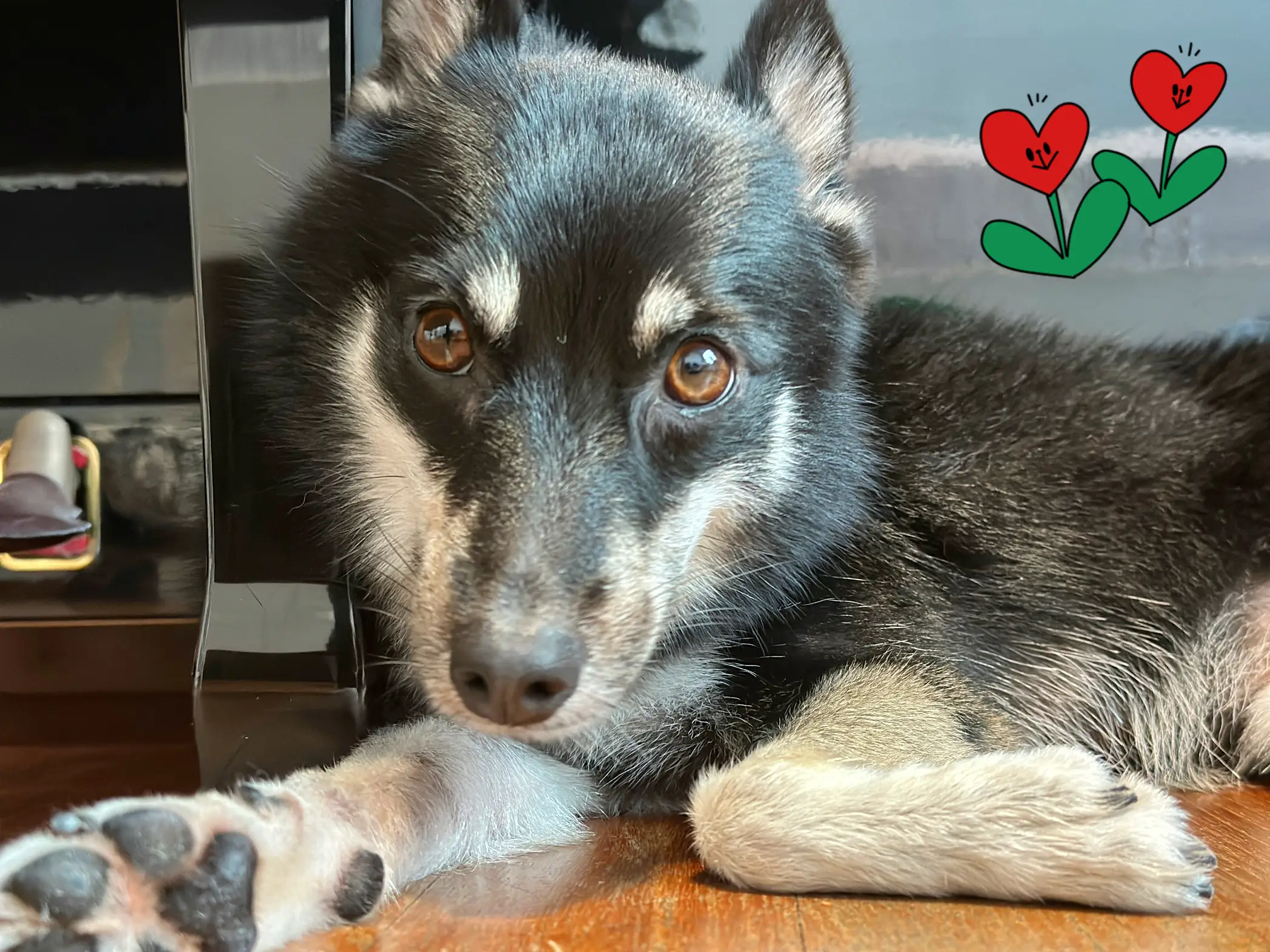 Pomsky haircut sales