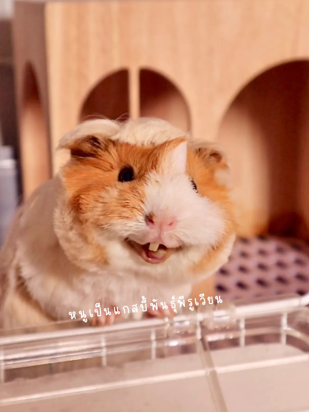 Hamster with bangs