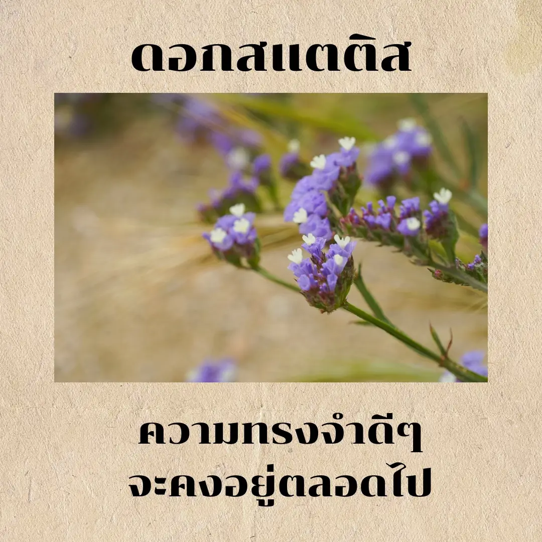 Daisy Flower Meaning In Tamil Language Best Flower Site