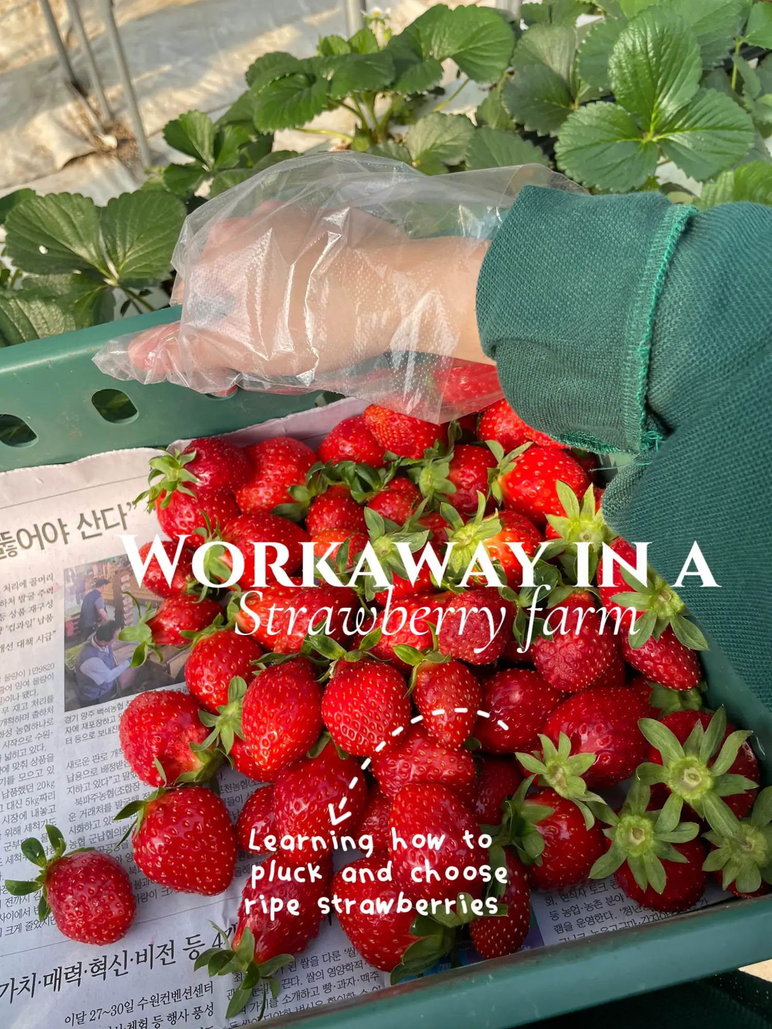 Work holiday experience on a strawberry farm 🍓👩‍🌾 | Gallery posted by ...