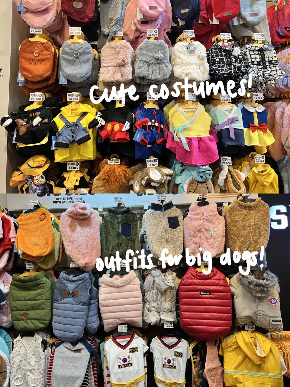 affordable pet accessories in Myeongdong Gallery posted by