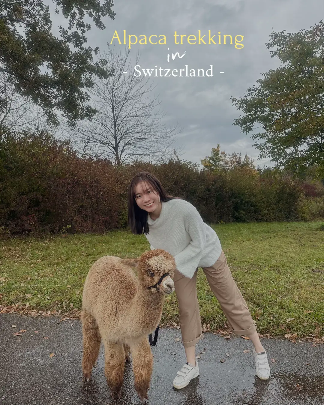 Cost Effective Alpaca Trek in Switzerland Lemon8 Search