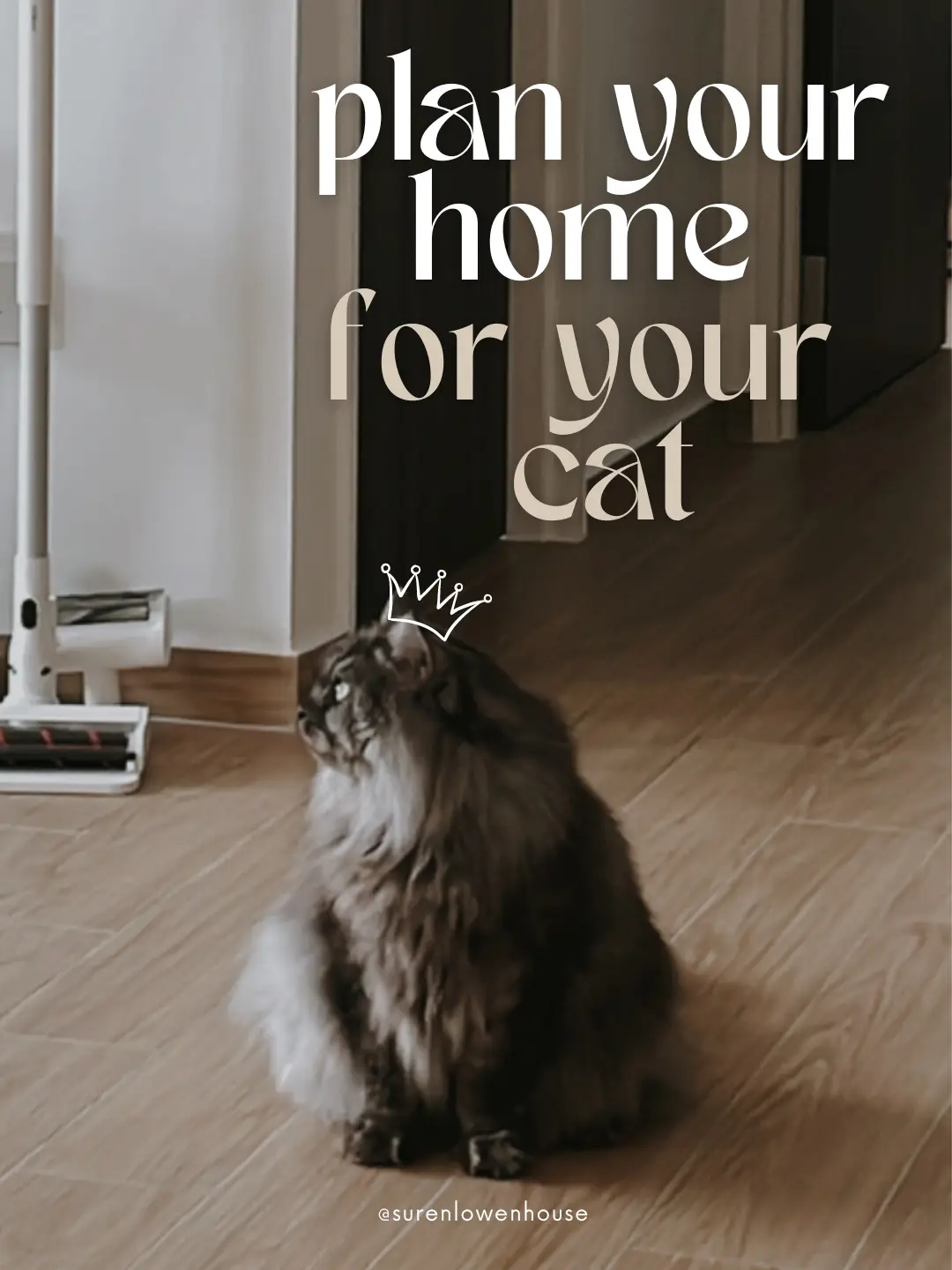Tips for Grooming Your Cat at Home - Lemon8 Search