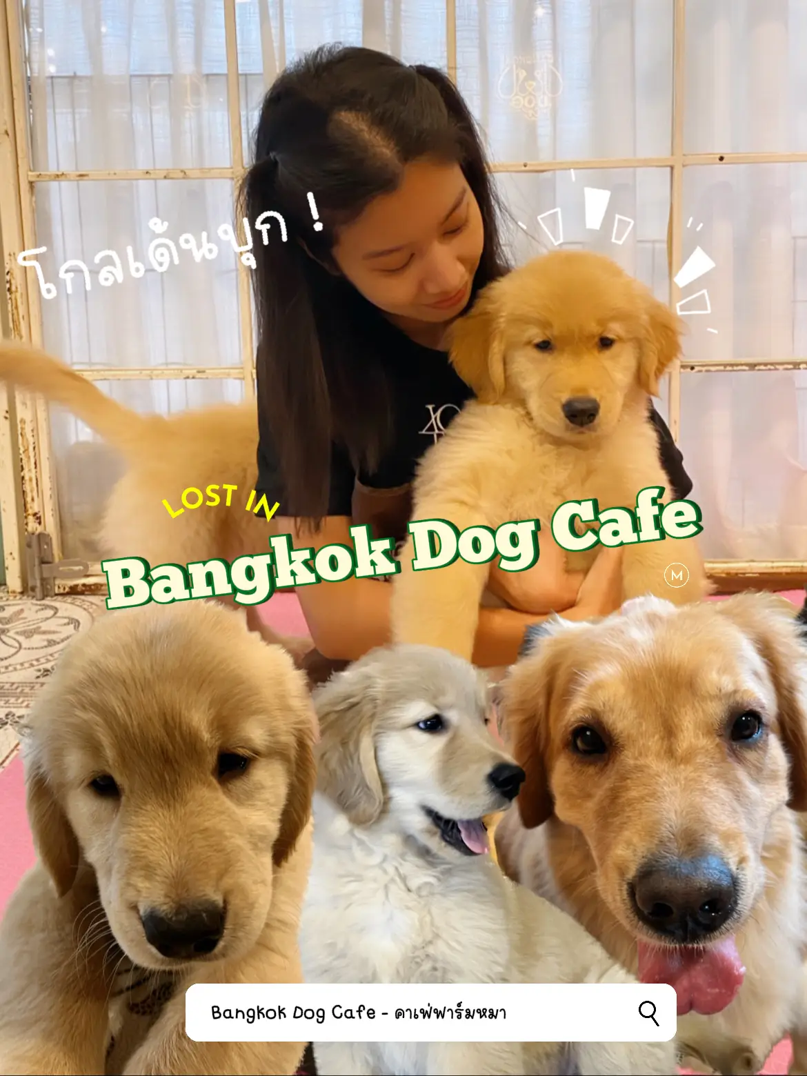 Bangkok Dog Cafe🧡 คาเฟ่ฟาร์มหมาที่นุ้บนิ้บหัวใจมากที่สุด | แกลเลอรีที่ ...
