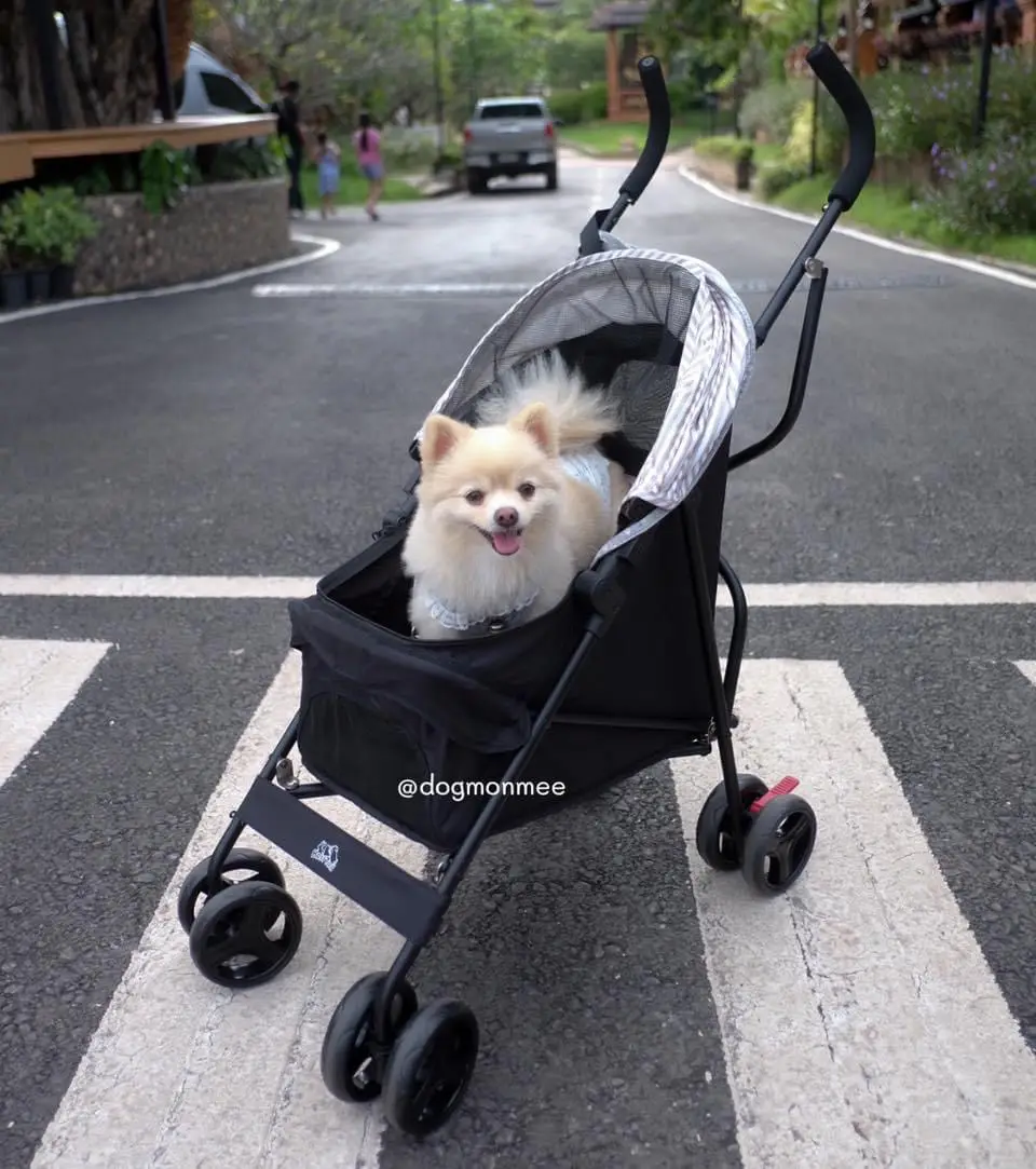 Statement 2, xxx Dog Cart Minimalist Easy to Carry 🐶 | Gallery posted by  มันนี่หมี่รีวิว | Lemon8