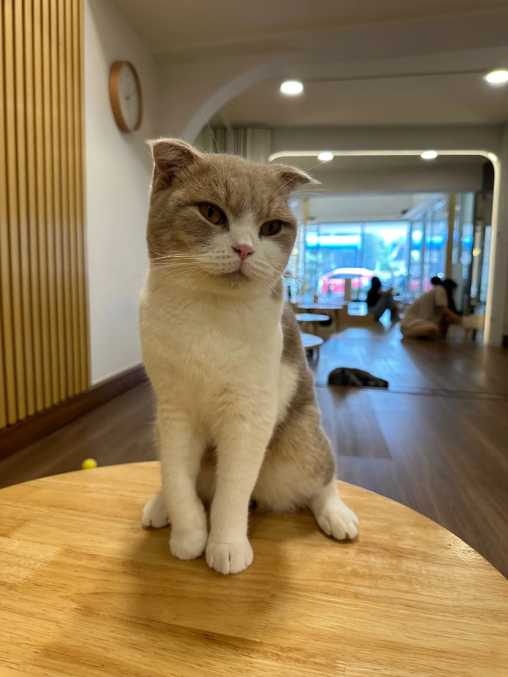 Take to the cafe where the most cats in some hundred thousand 🐈, MALI CAT  CAFE🥤, Gallery posted by เที่ยวTRIP🛩️