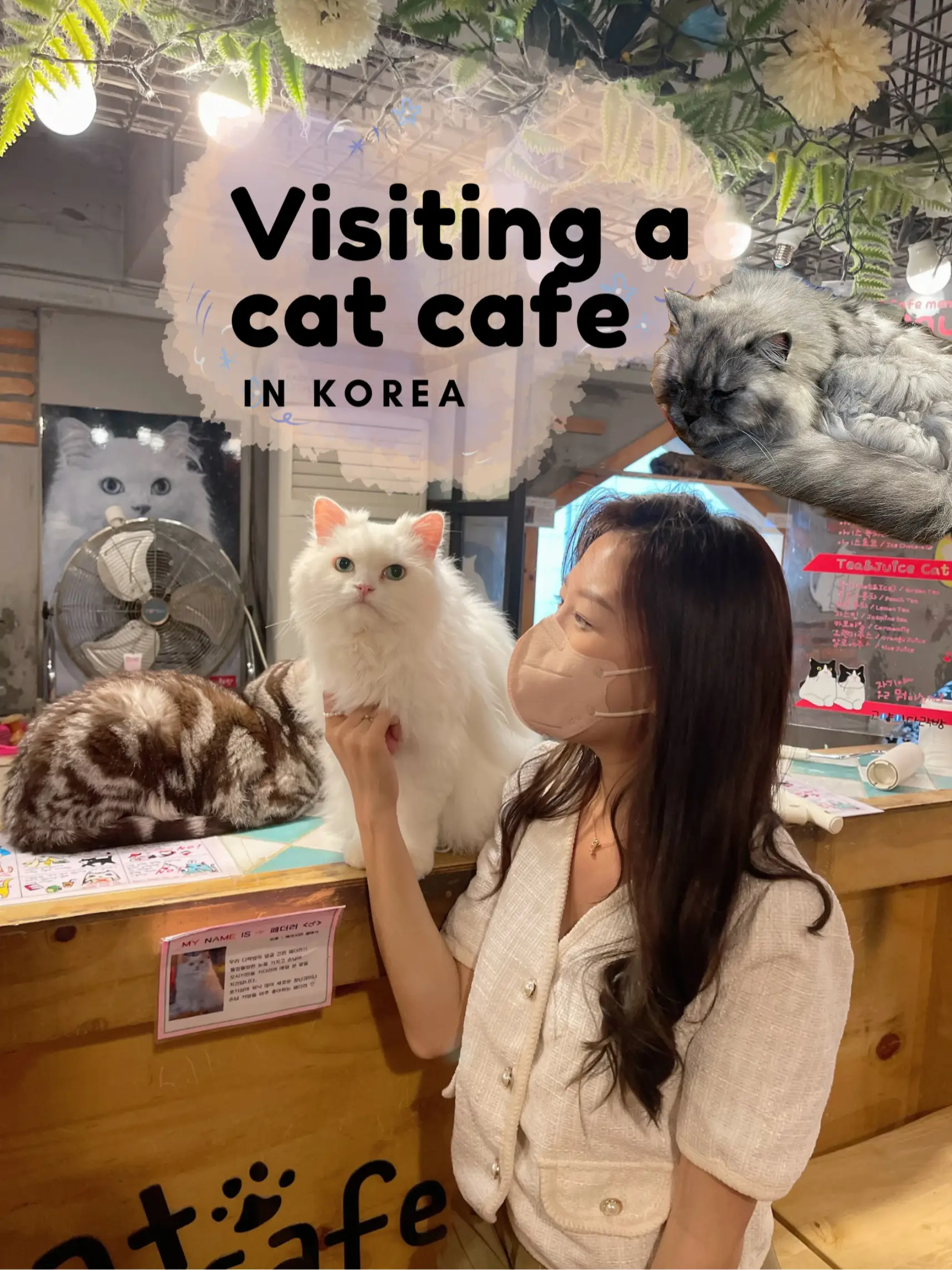 The Purr-fect Spot: Exploring Cat Cafes in Singapore