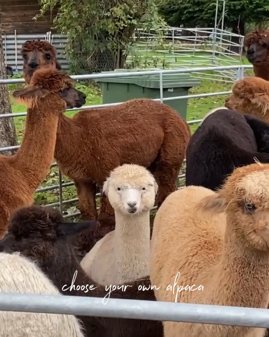 Cost Effective Alpaca Trek in Switzerland Lemon8 Search