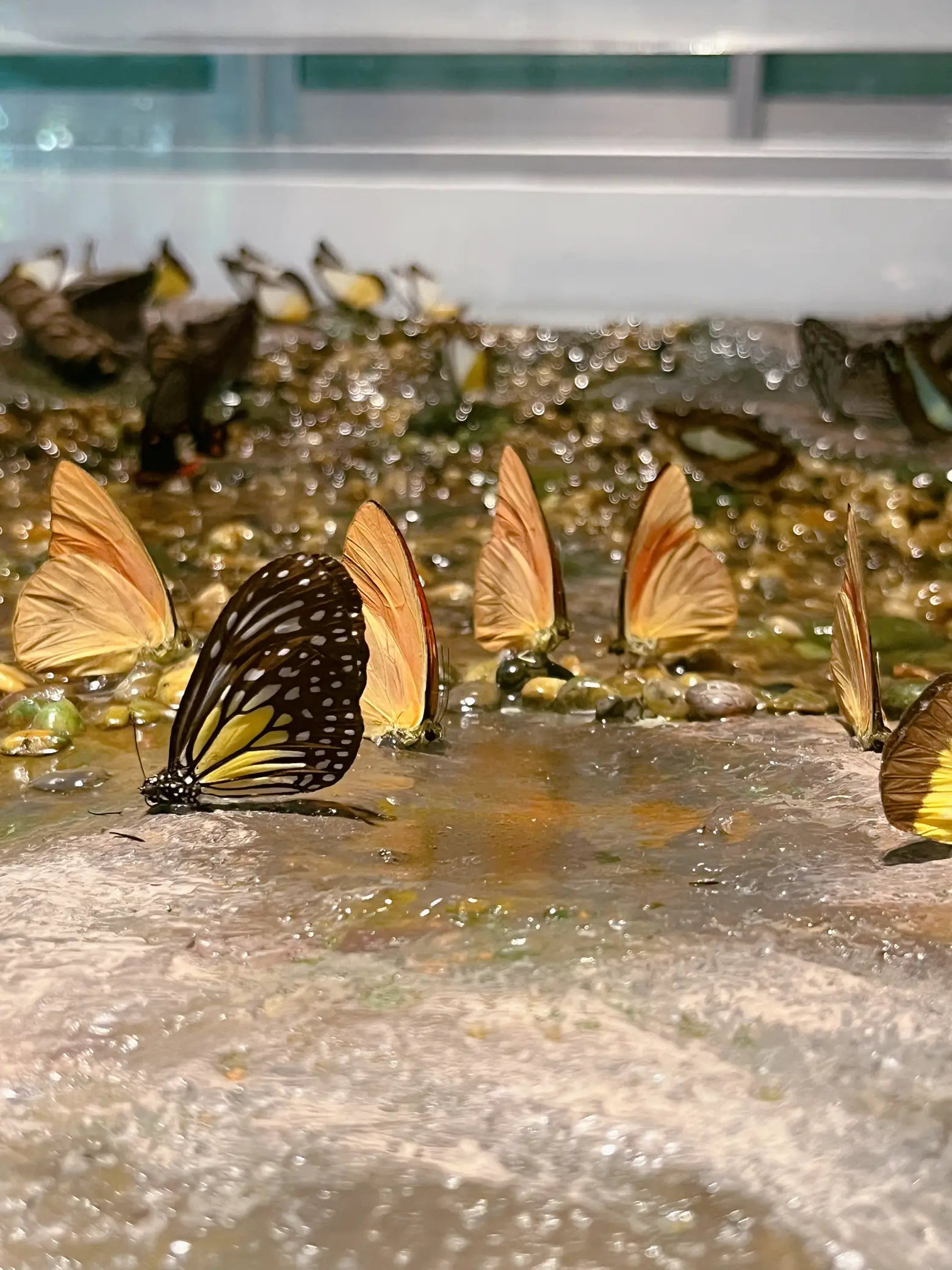 バタフライと昆虫公園鉄道公園 🦋🪲🐛 | ยัยเมษา😋が投稿したフォトブック | Lemon8