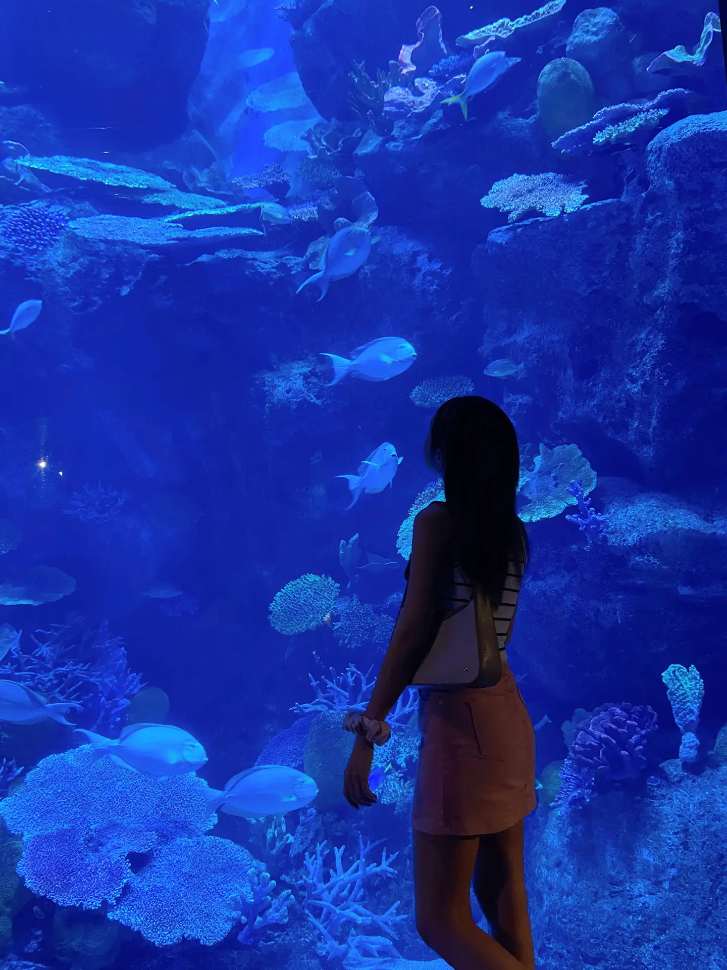 バンコクの水族館で魚と遊ぶ写真SEA LIFE BANGKOK🦈🐠  🏻 | Btoeiが投稿したフォトブック | Lemon8