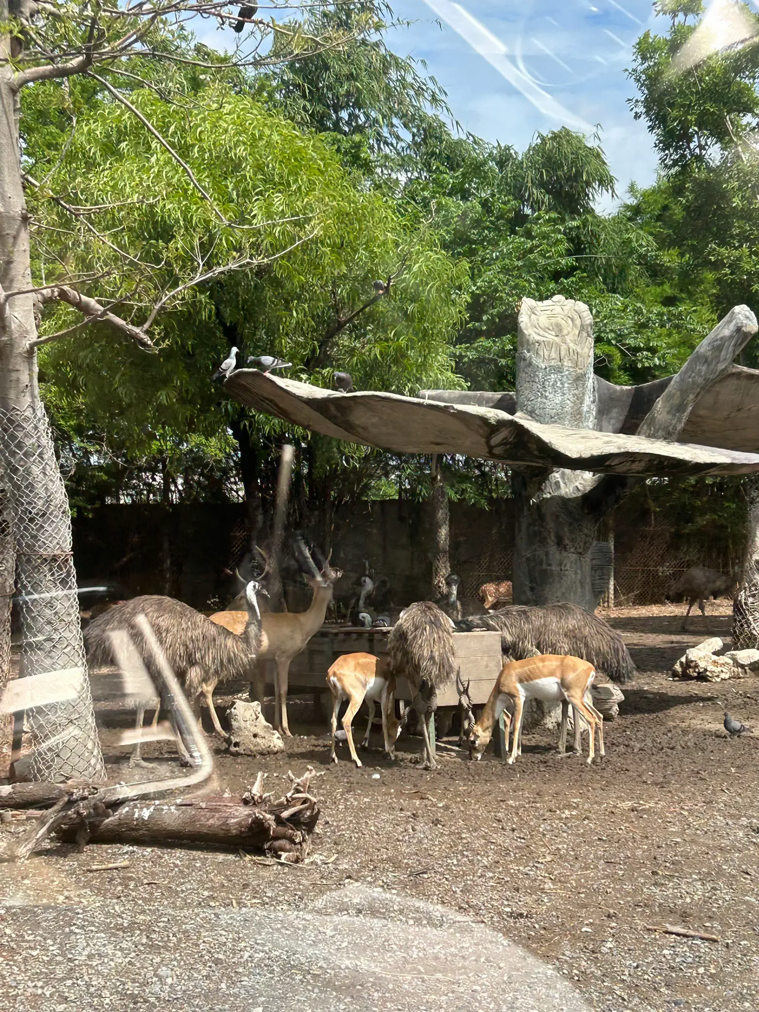 SAFARI WORLD 🦒🌳🛖✨, Gallery posted by Arri Review