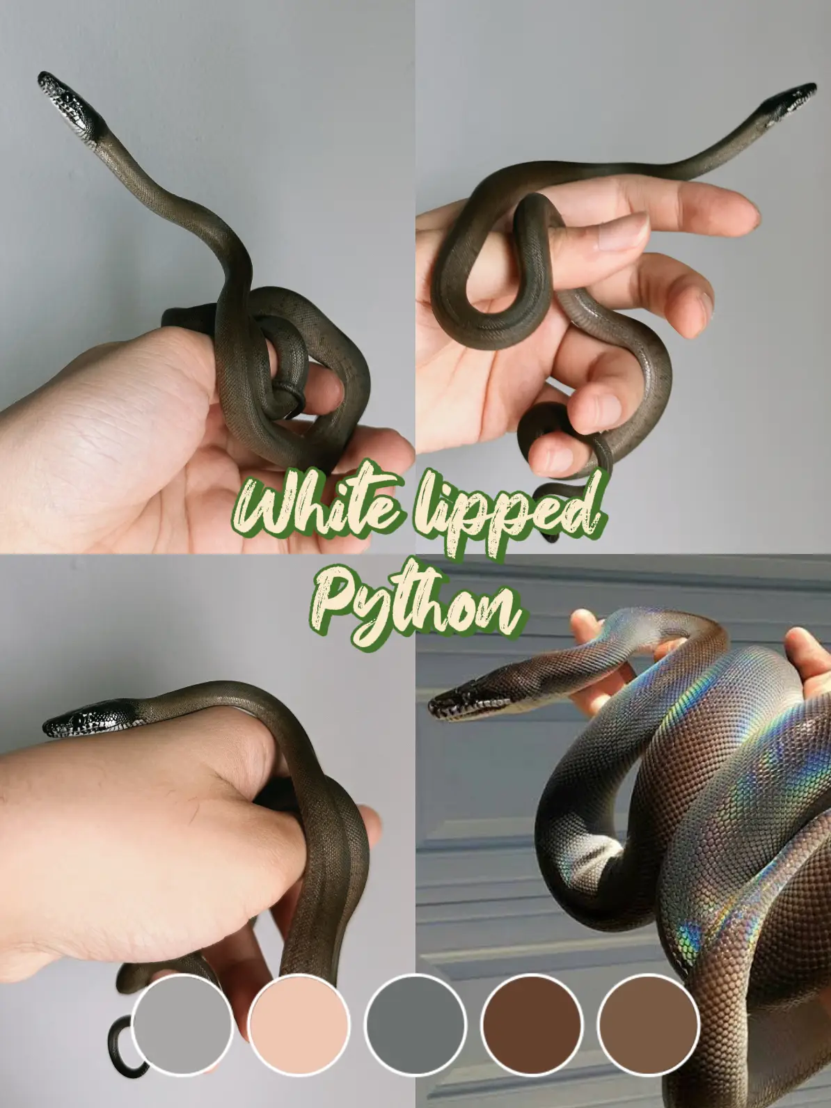 White Lipped Python 🐍 | แกลเลอรีที่โพสต์โดย Putter | Lemon8
