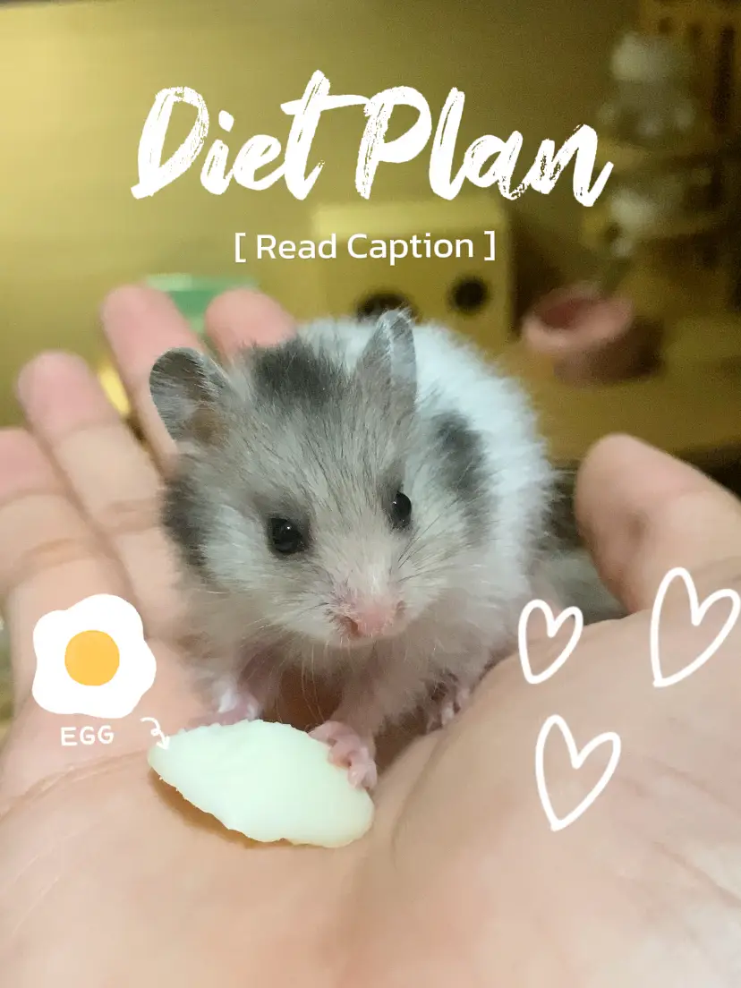 Syrian hamster diet clearance list