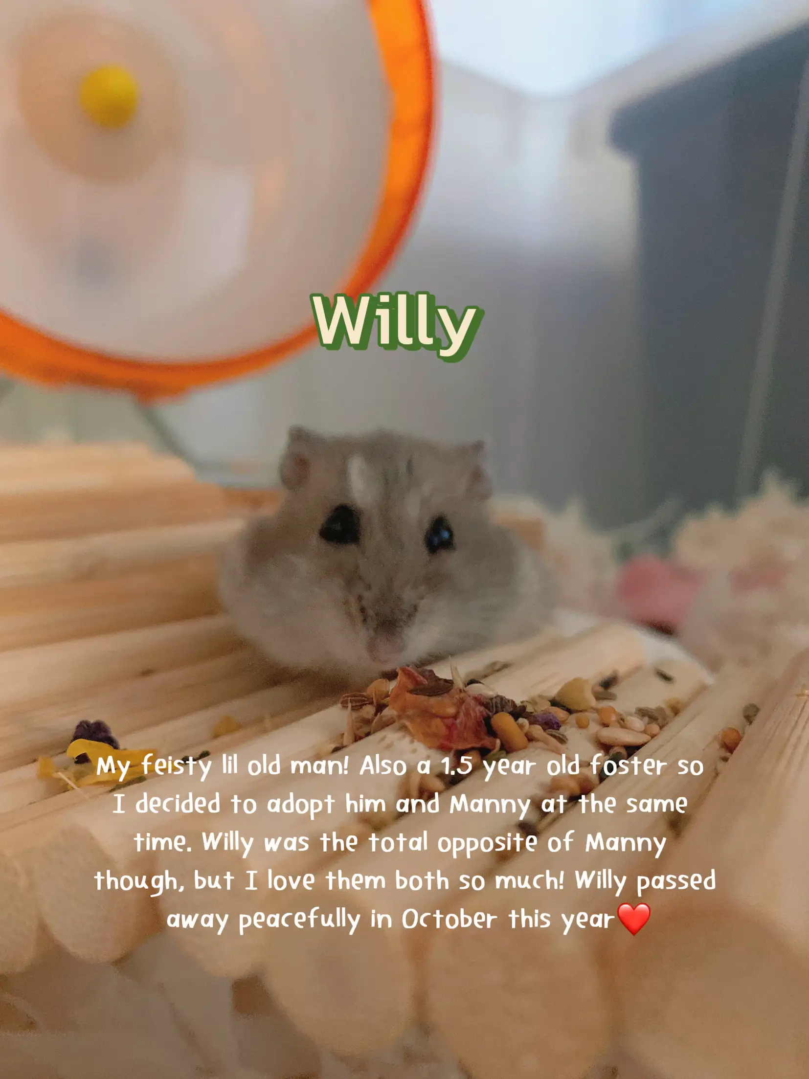 7 Reasons To Adopt A Hamster