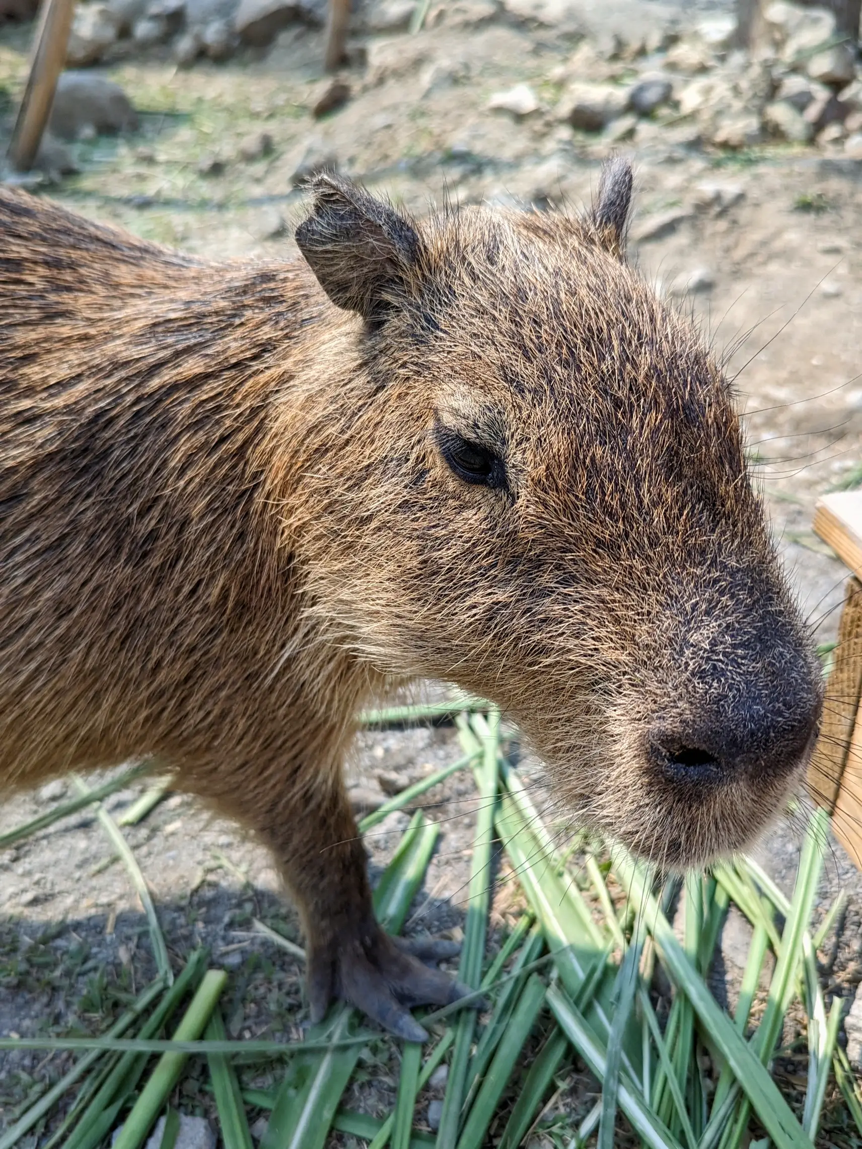 Capybara sensation: Why a rodent is winning hearts of millions of