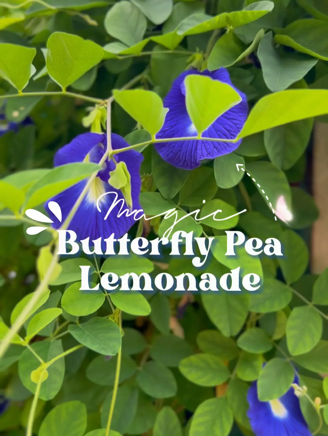 Magic Butterfly Pea Lemonade